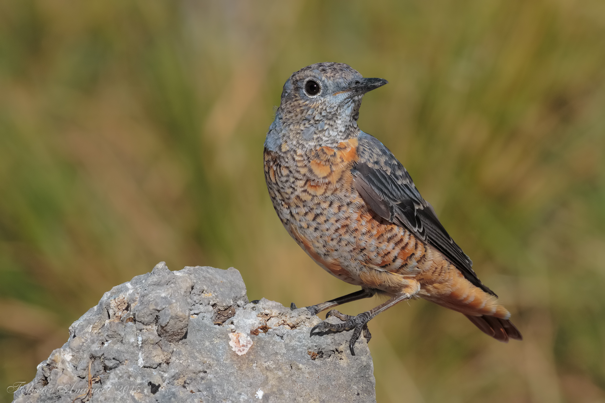 Codirossone in bella mostra
