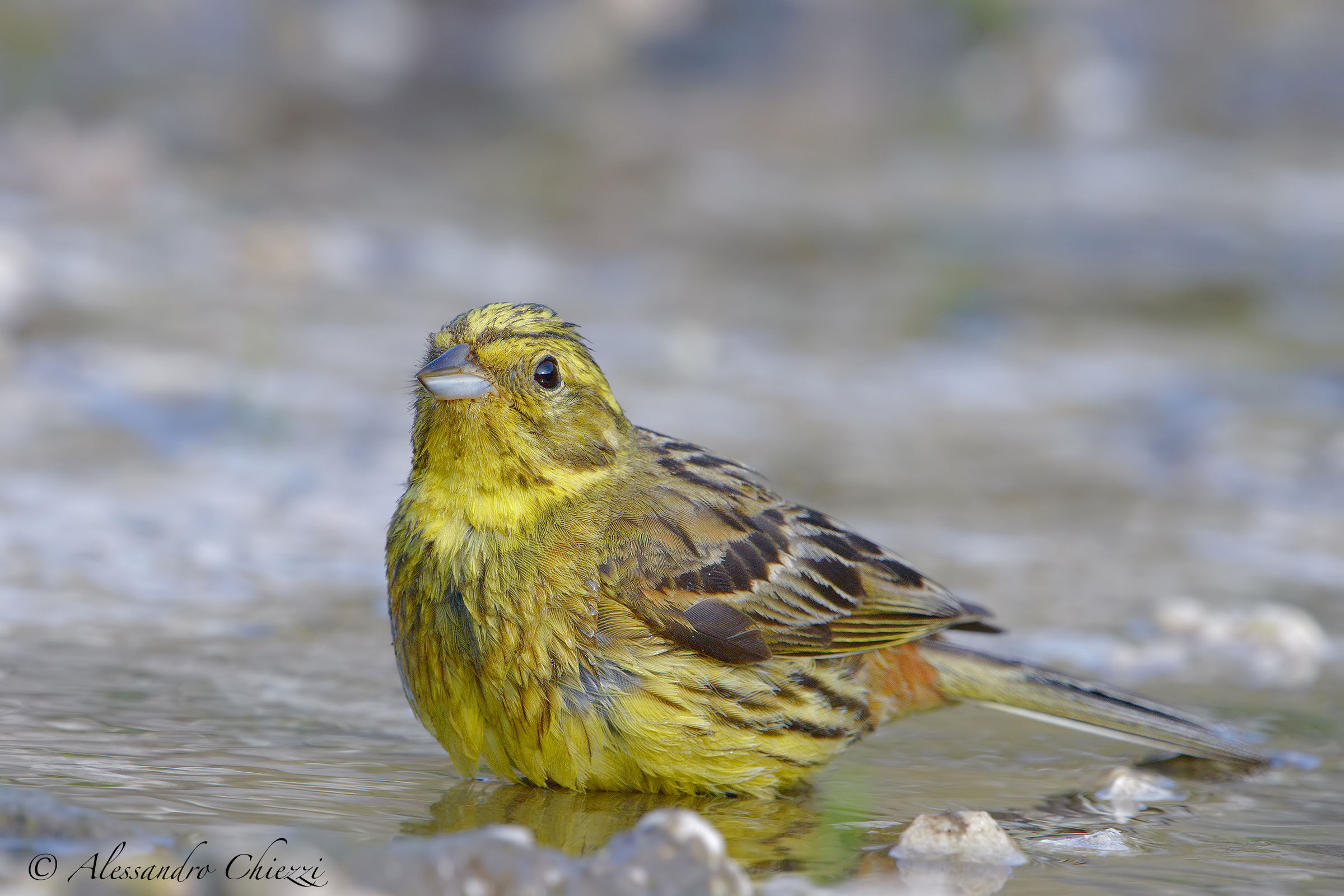 Yellowhammer