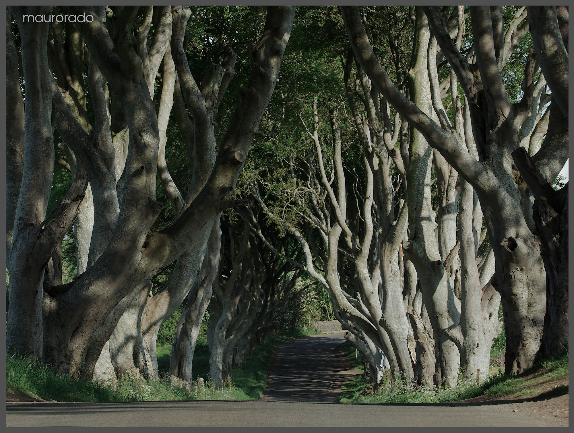 The dark hedges