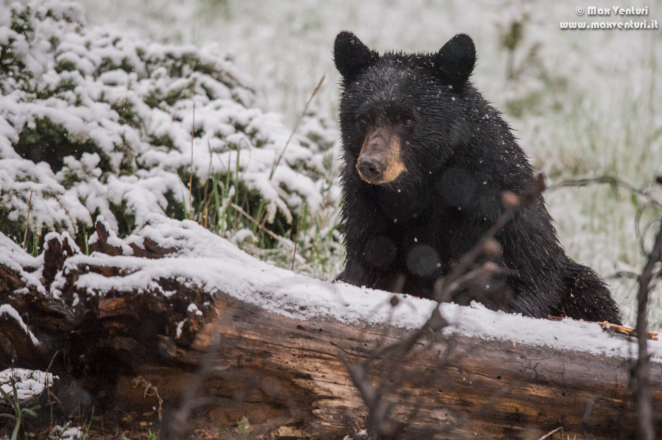 Black Bear - Black Bear