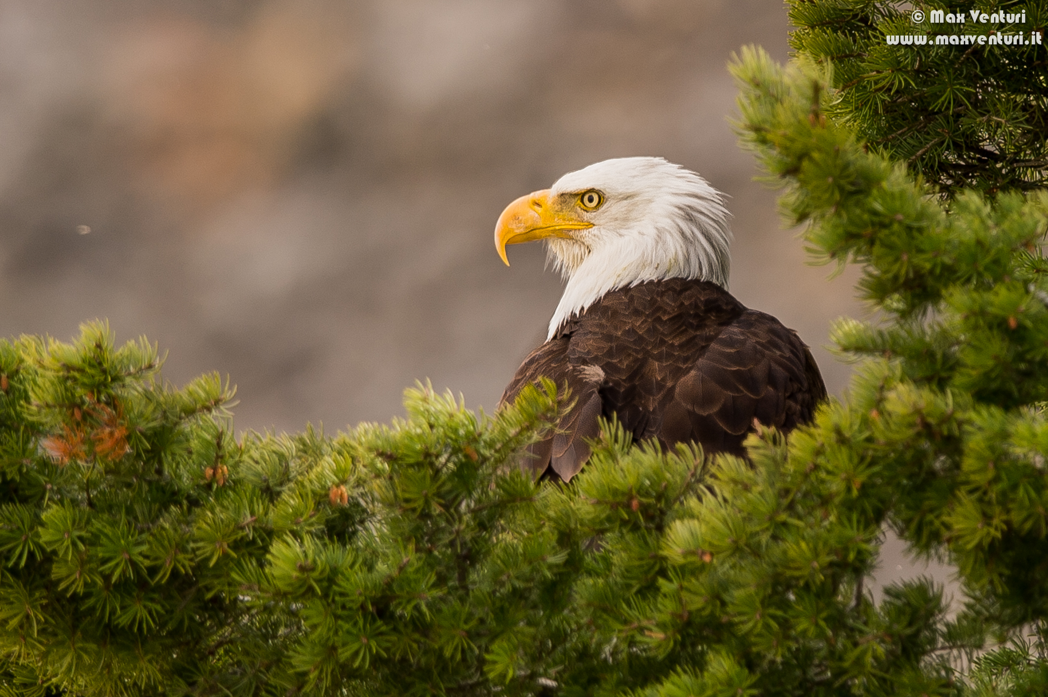 Eagle - Bald Eagle