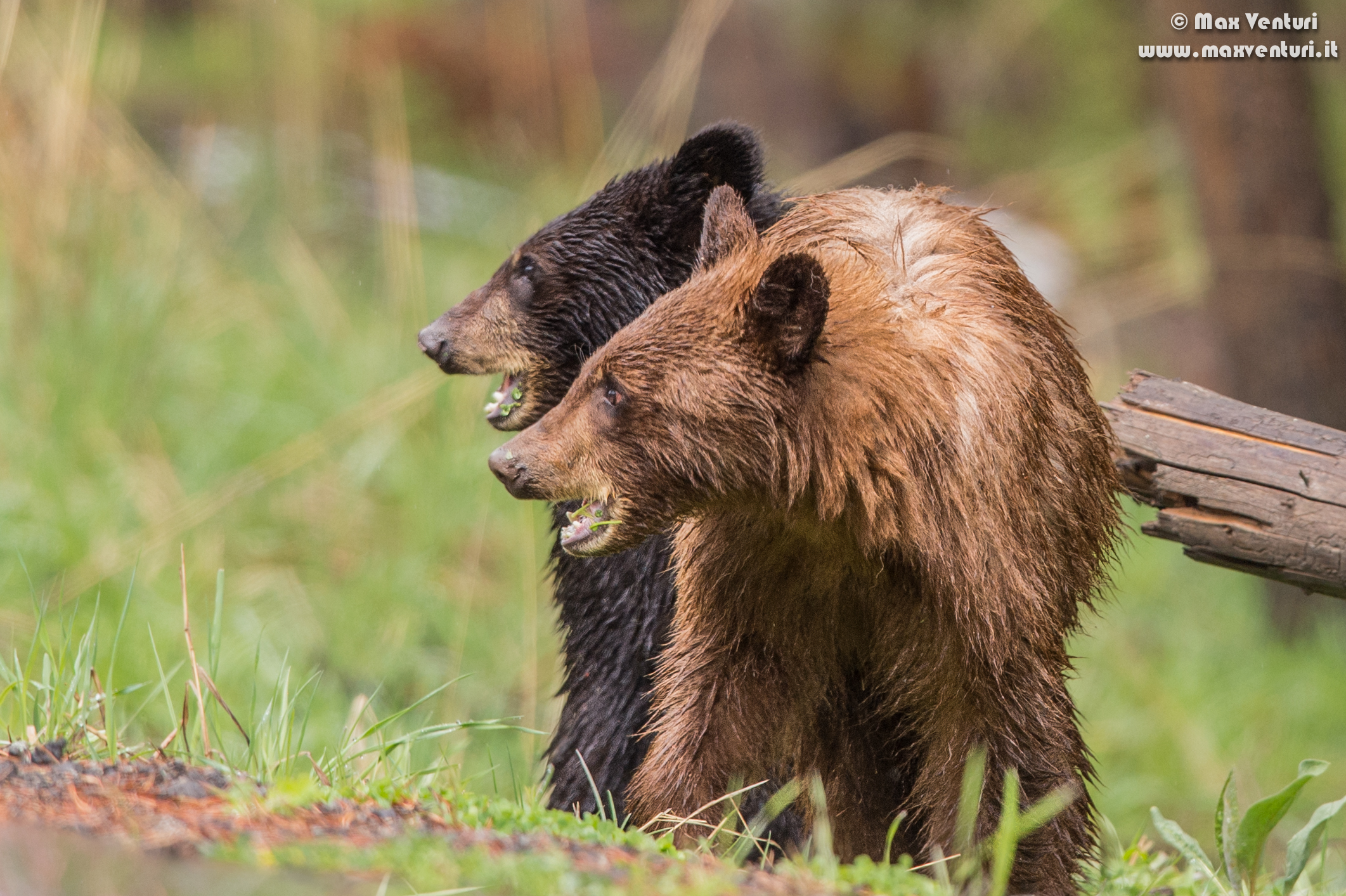 Black Bear - Black Bear