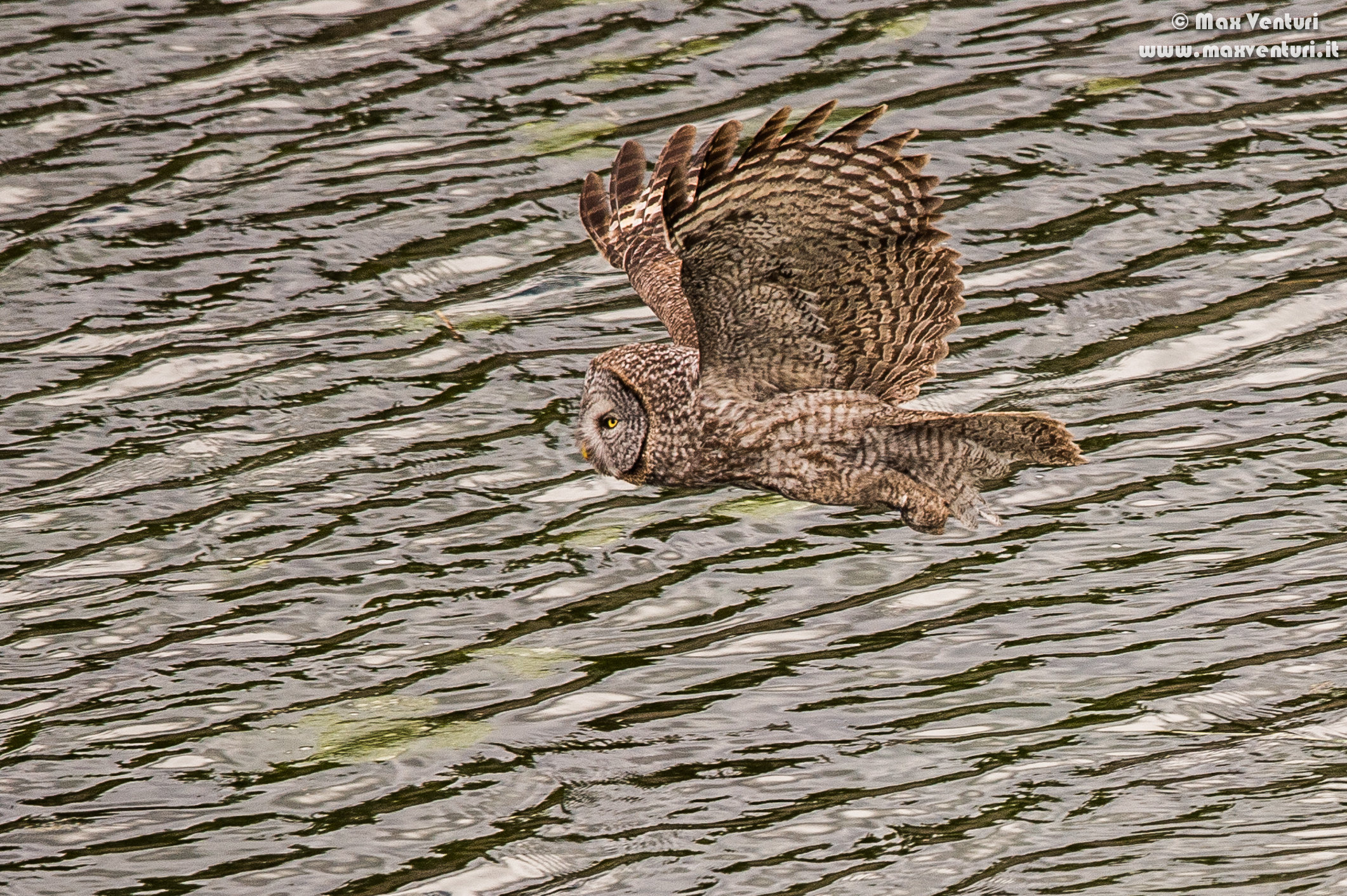 Allocco of Lapland - Great Grey Owl