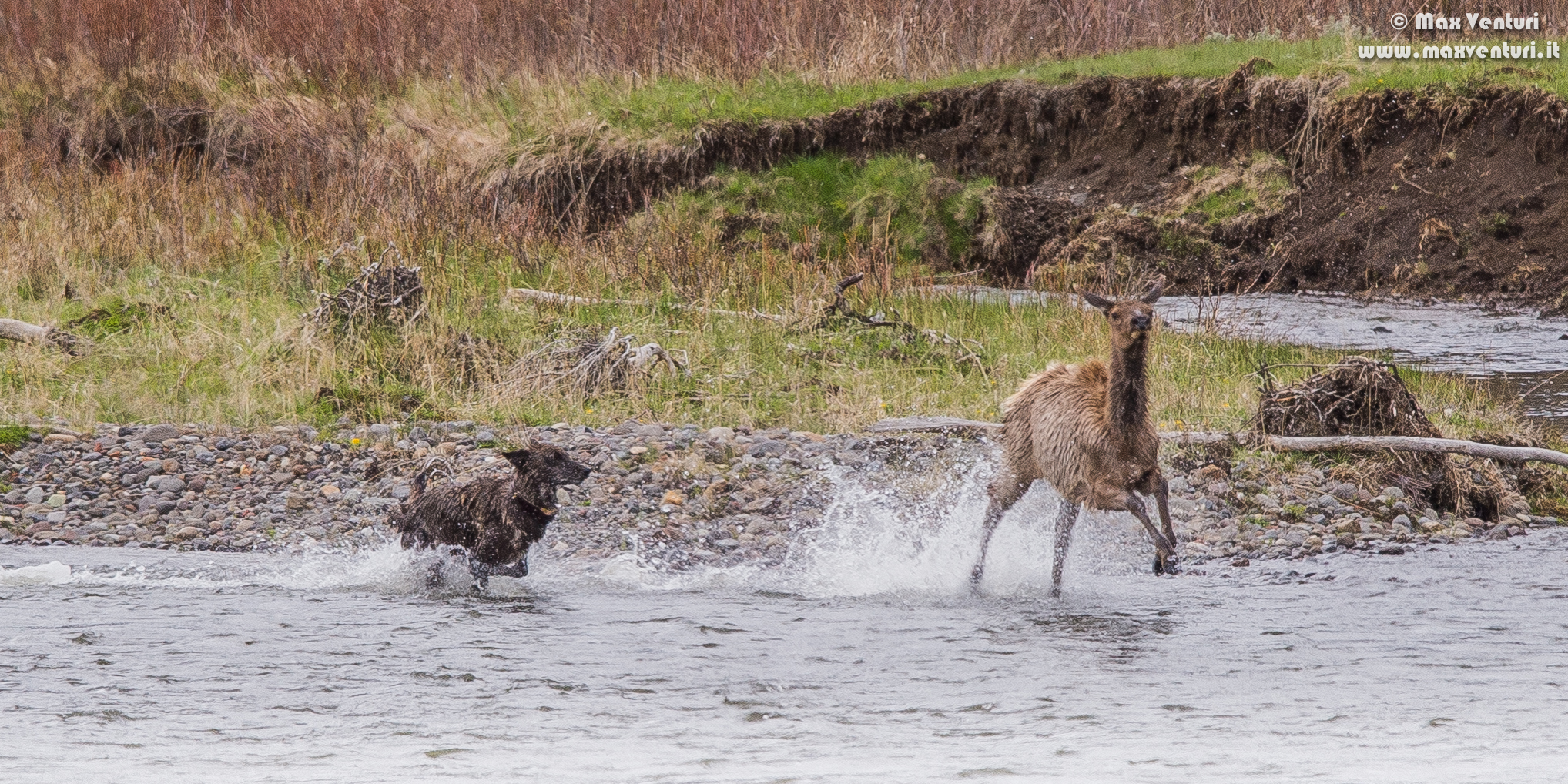 Wolf VS Deer - Wolf VS Elk