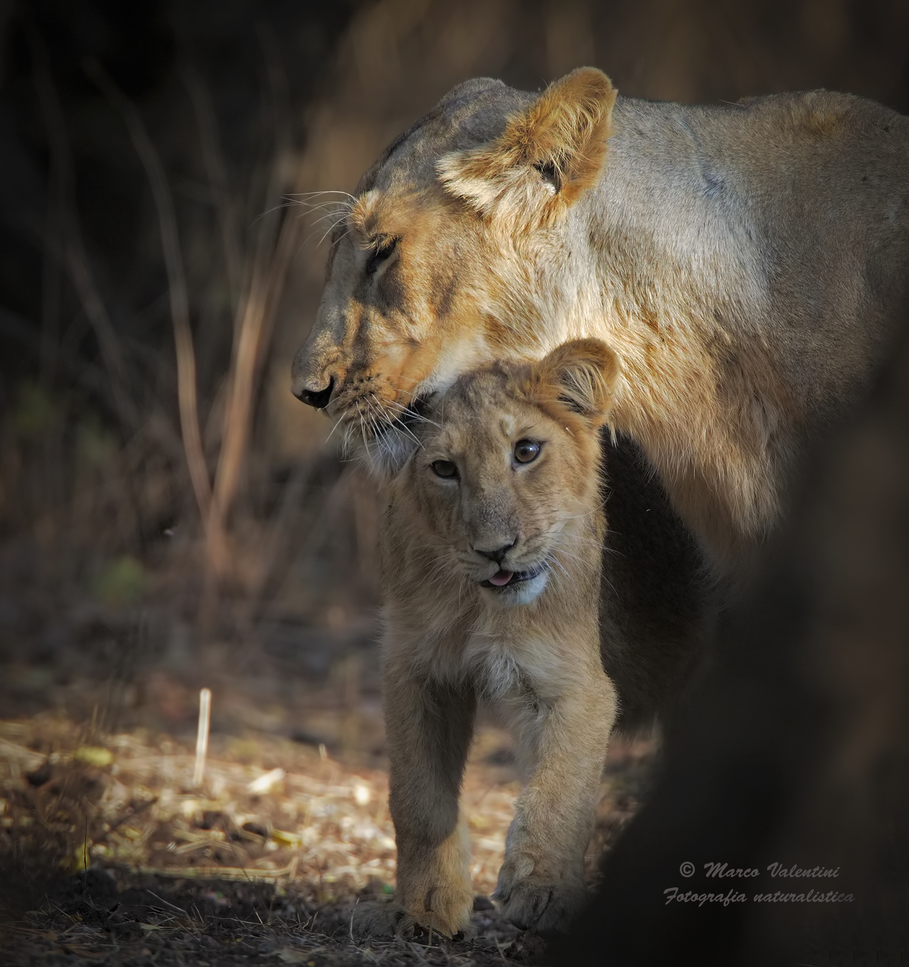 The Light of Asia - The Future