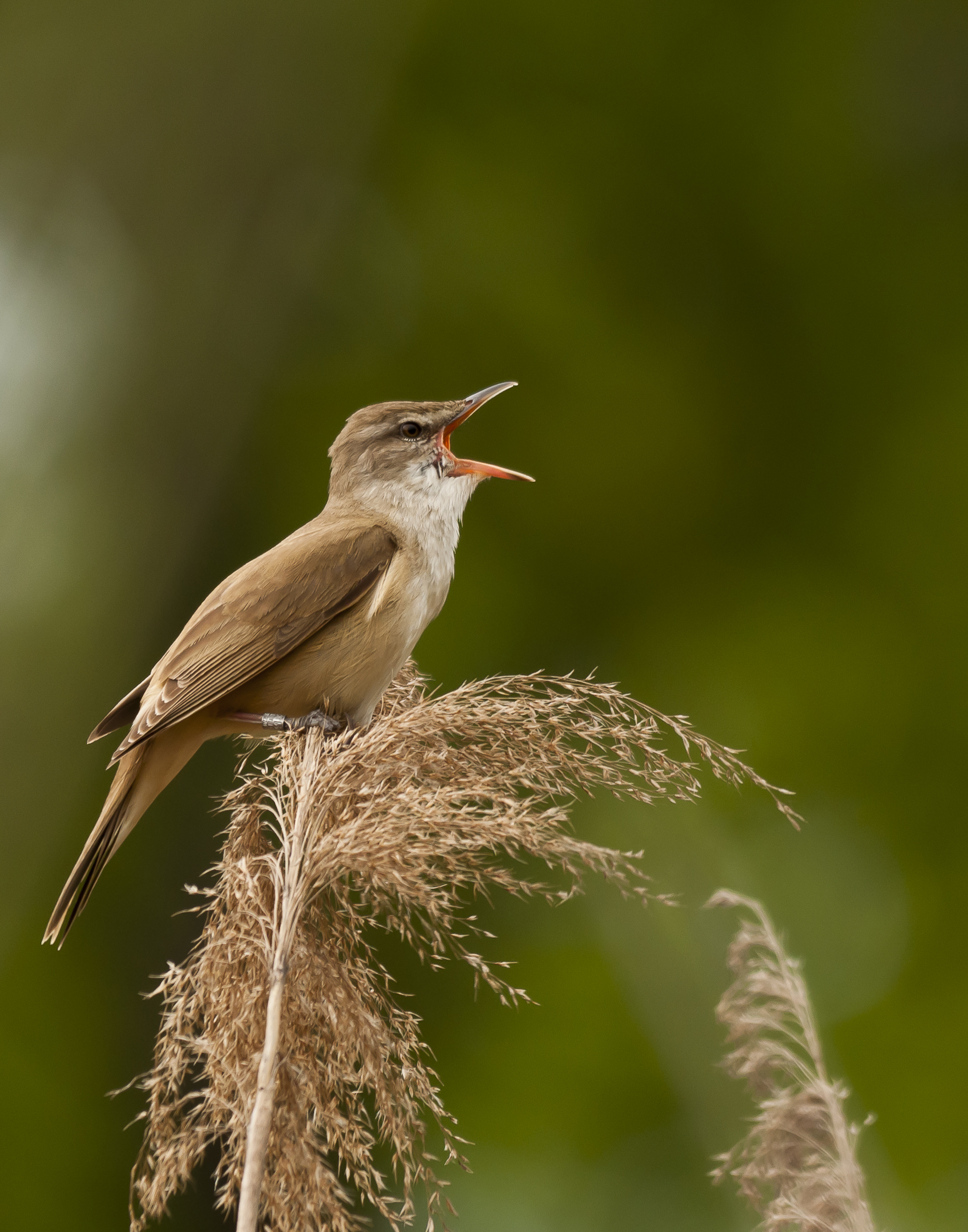 Il canto del Cannareccione