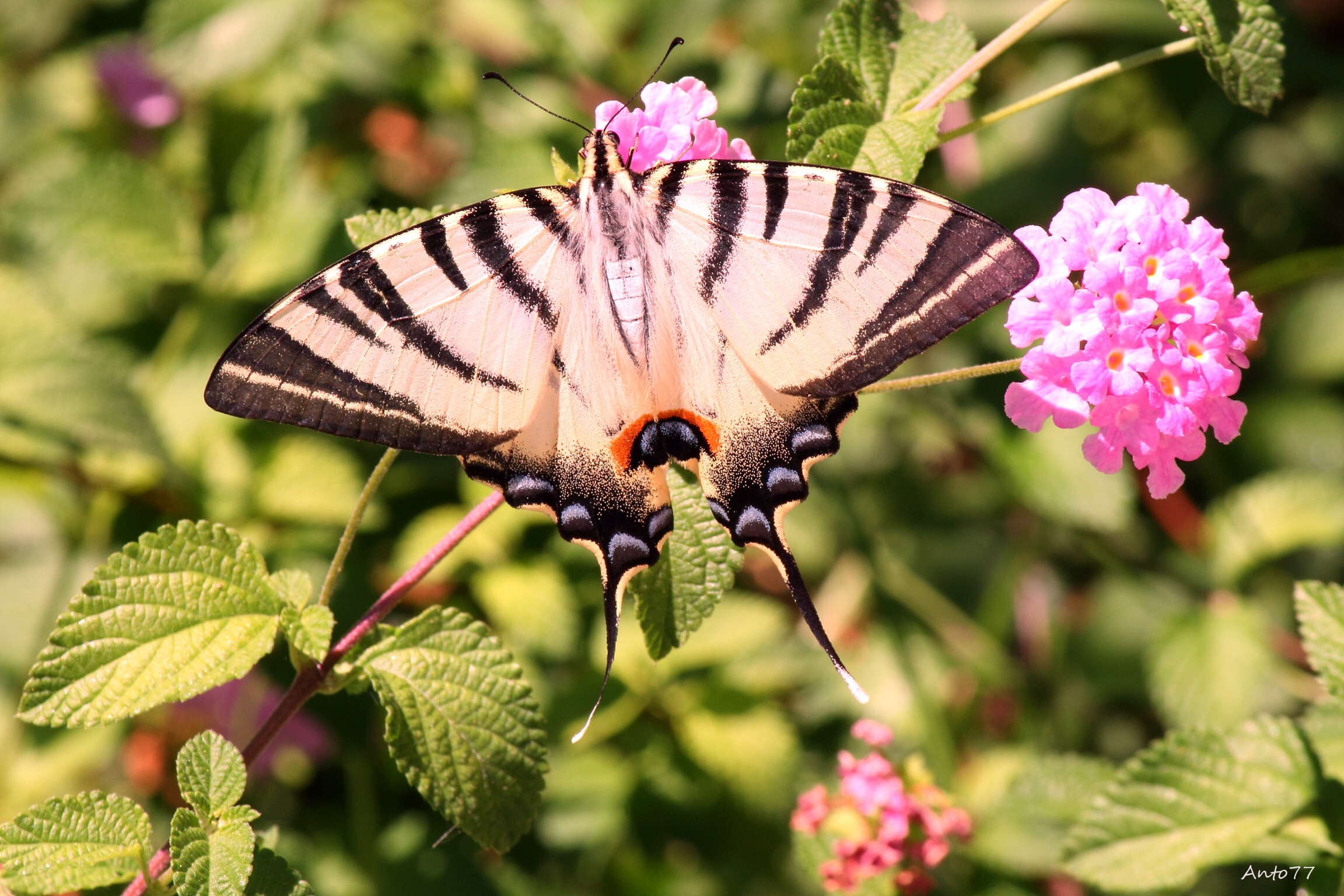 Podalirius in the hot midday