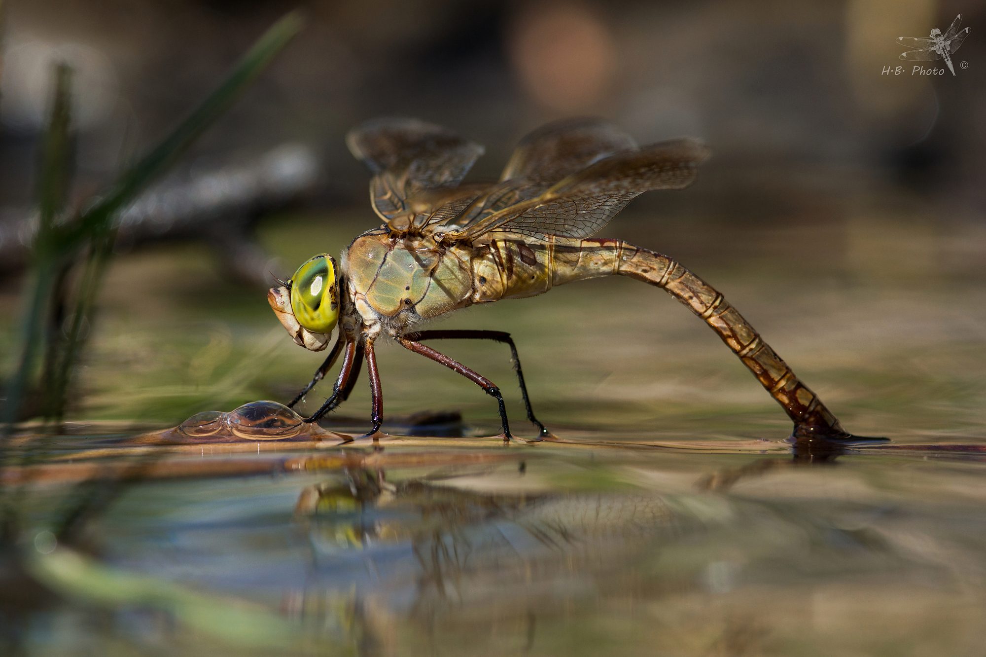 Anax parthenope, female