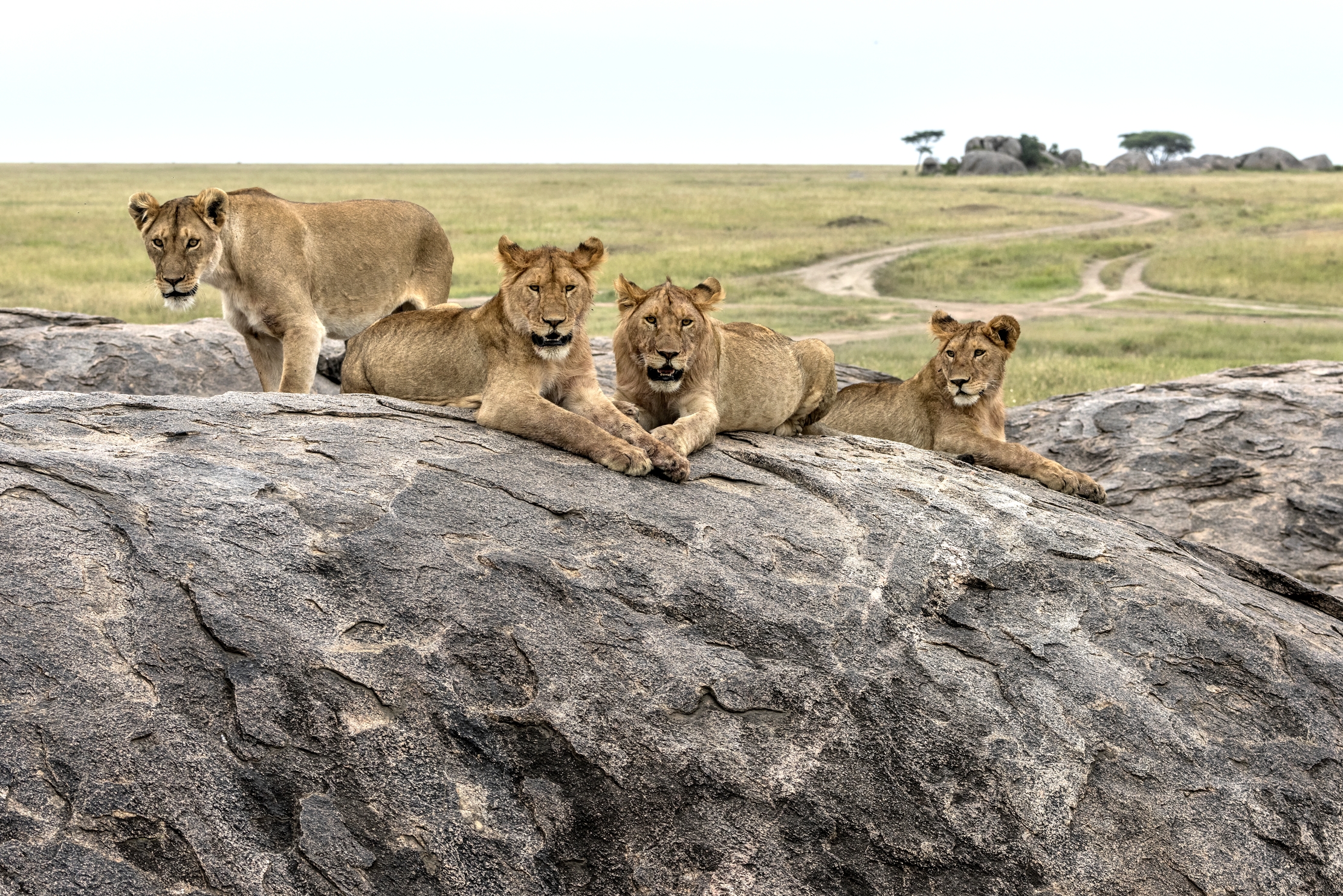 Tanzania 2015 - Sul Kopjes