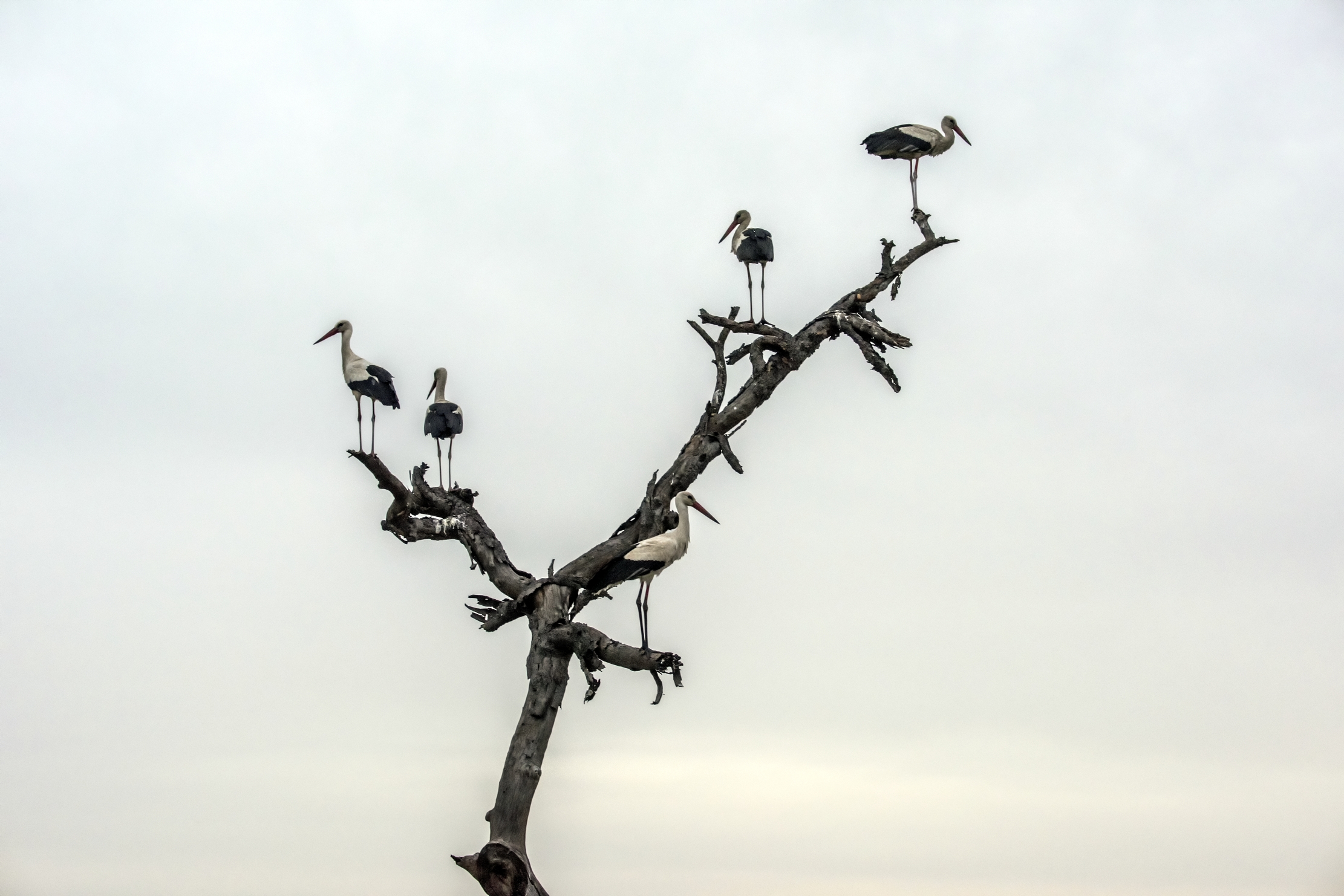 Tanzania 2015 - Cicogne