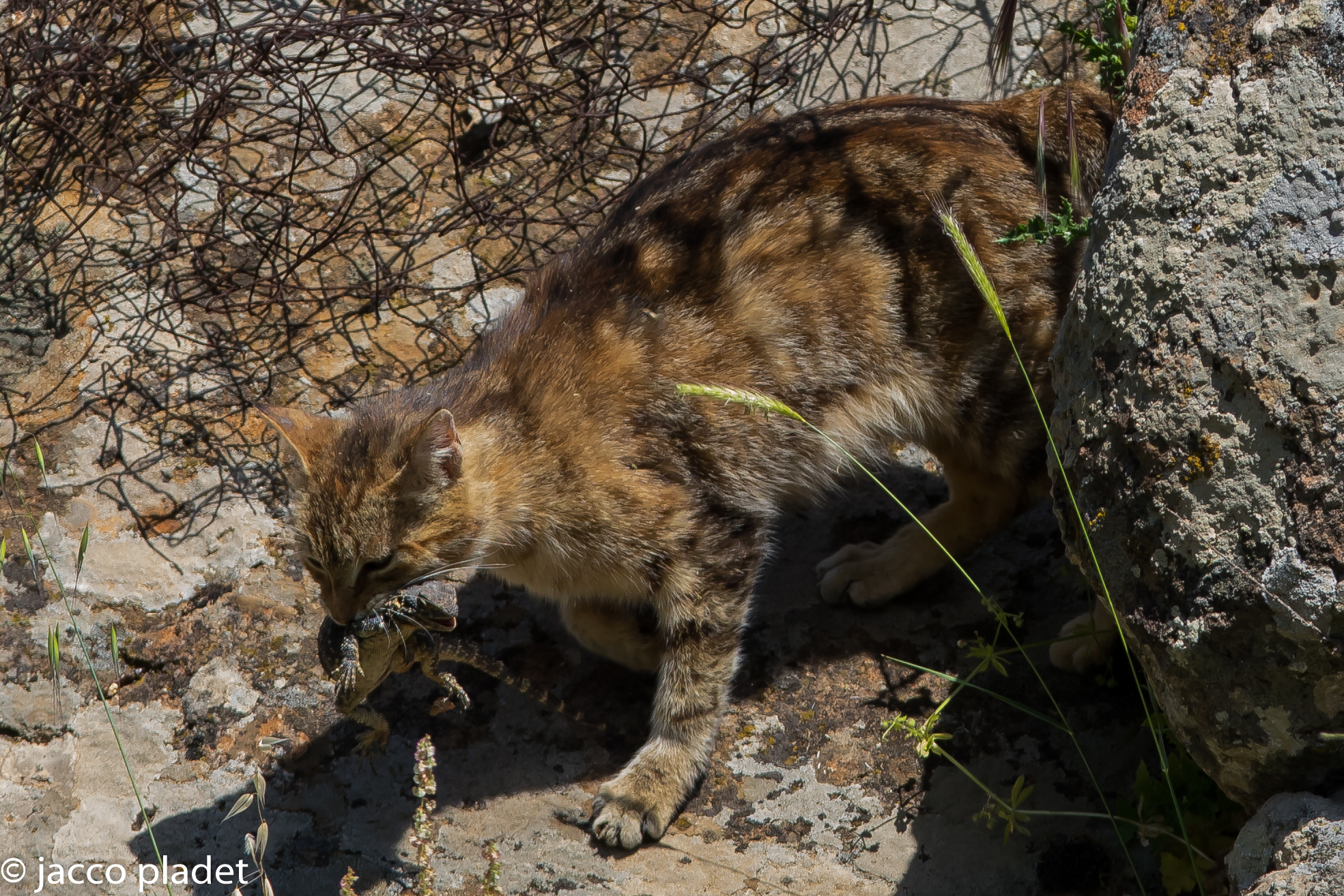 gatto selvatico vero con la cattura