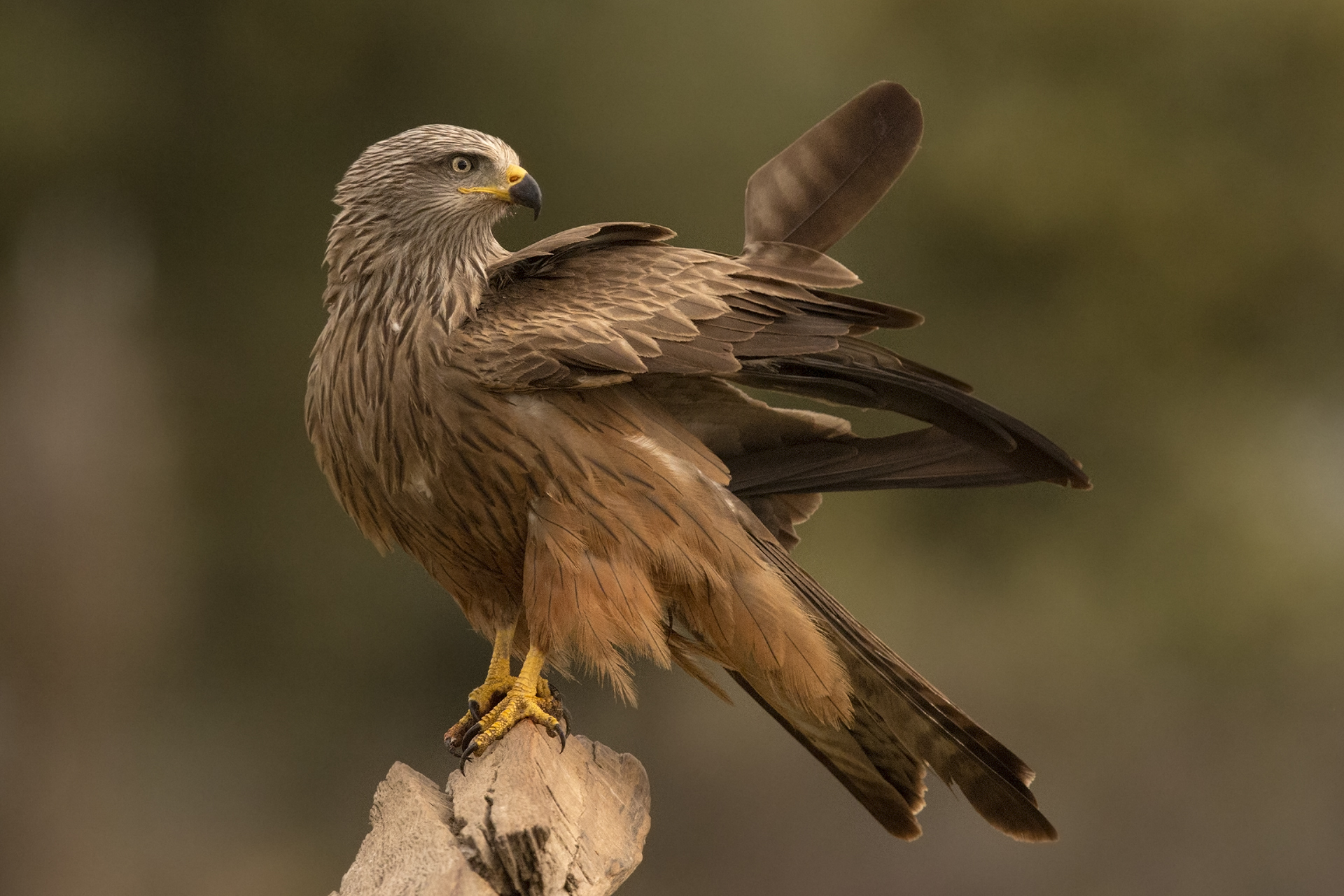 Nibbio bruno Milvus migrans