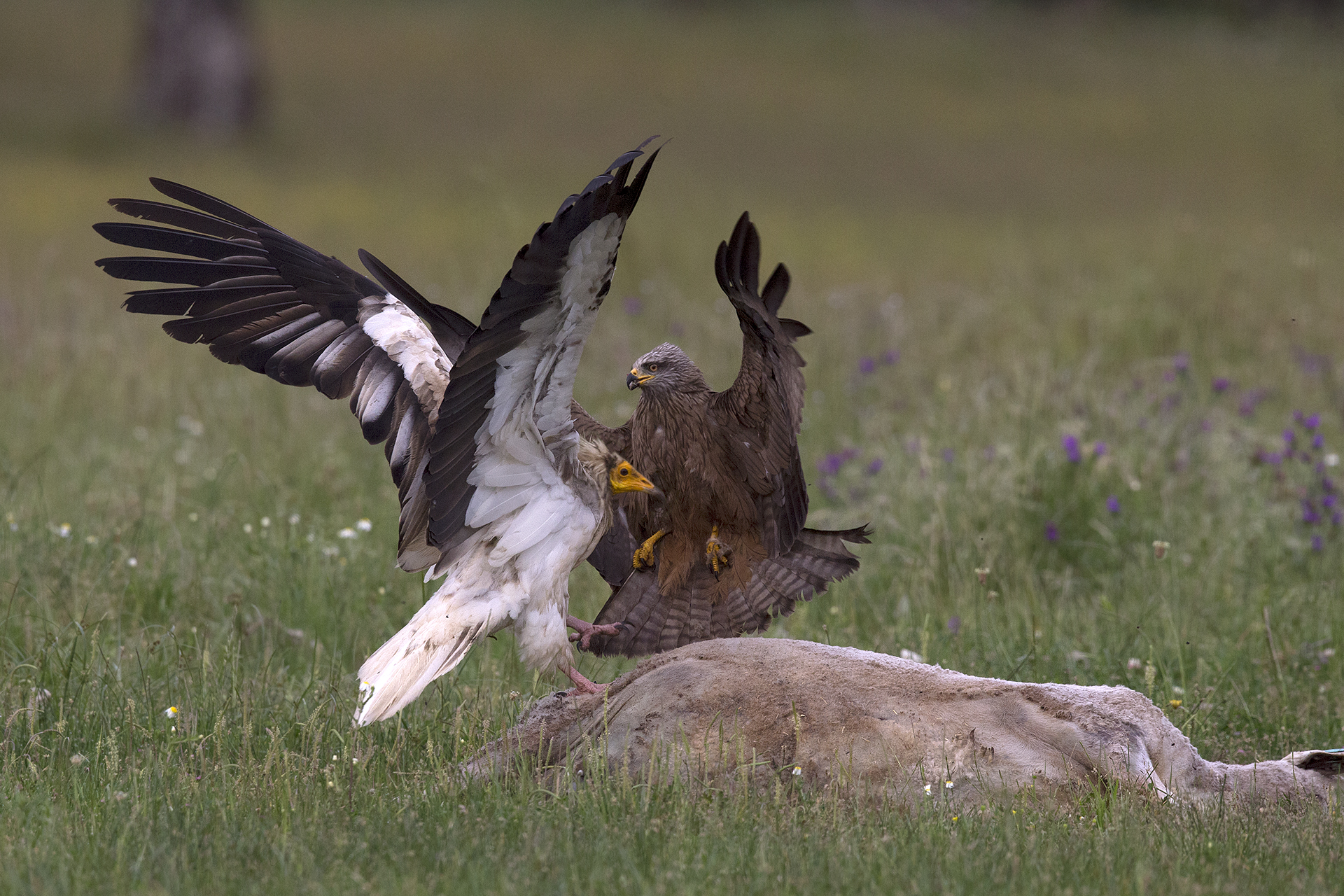 Nibbio bruno Milvus migrans