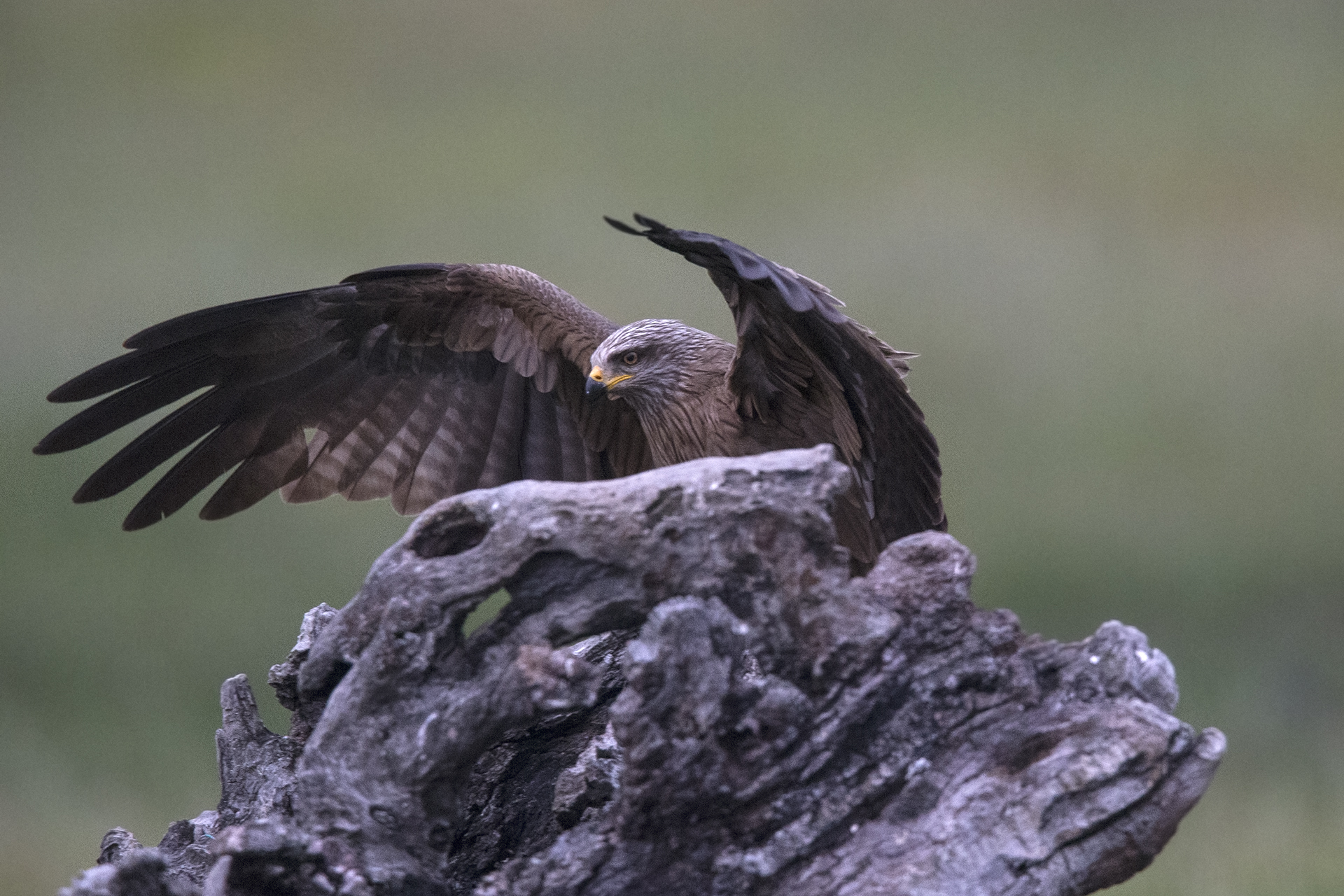 Nibbio bruno Milvus migrans