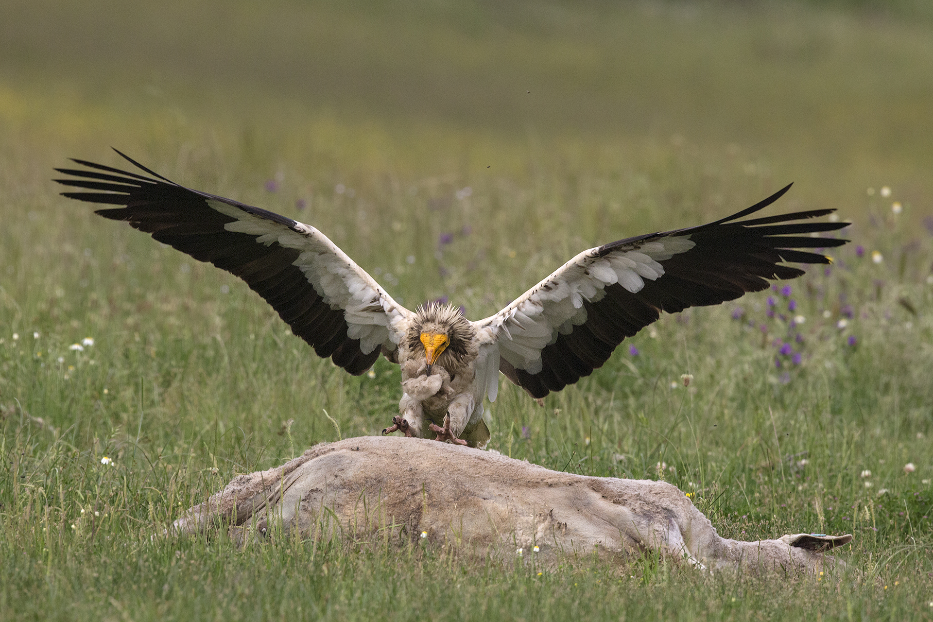 Capovaccaio Neophron percnopterus