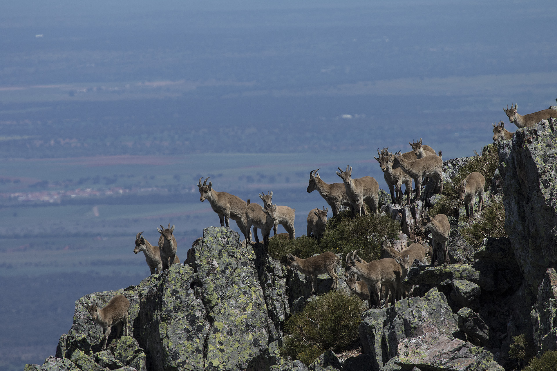 Stambecchi iberici in gruppo  Capra pyrenaica