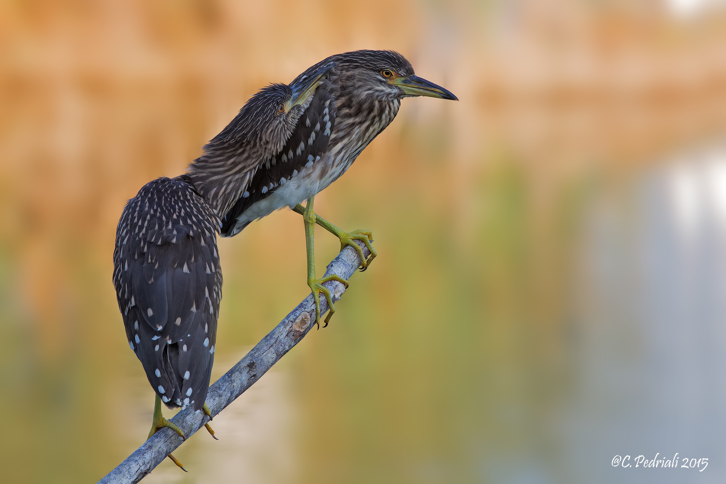 Nitticore.... carezze...