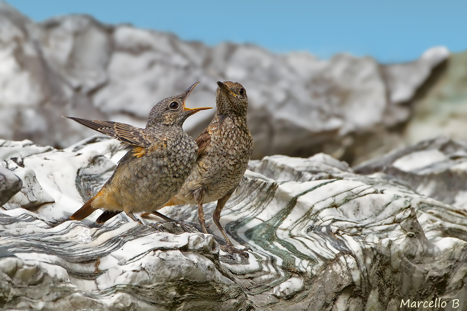 Rock thrush.
