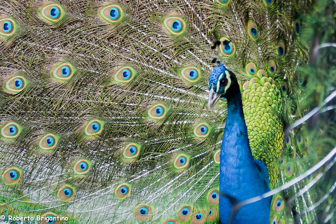 Peacock