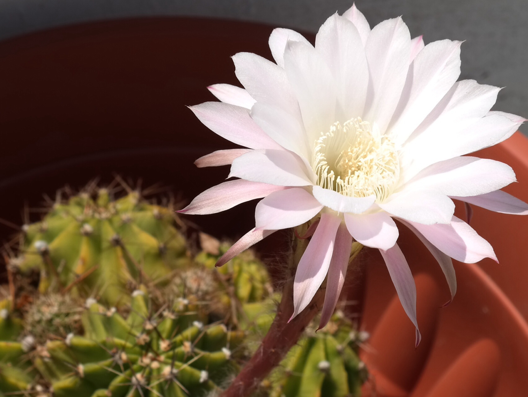 Cactus Flower