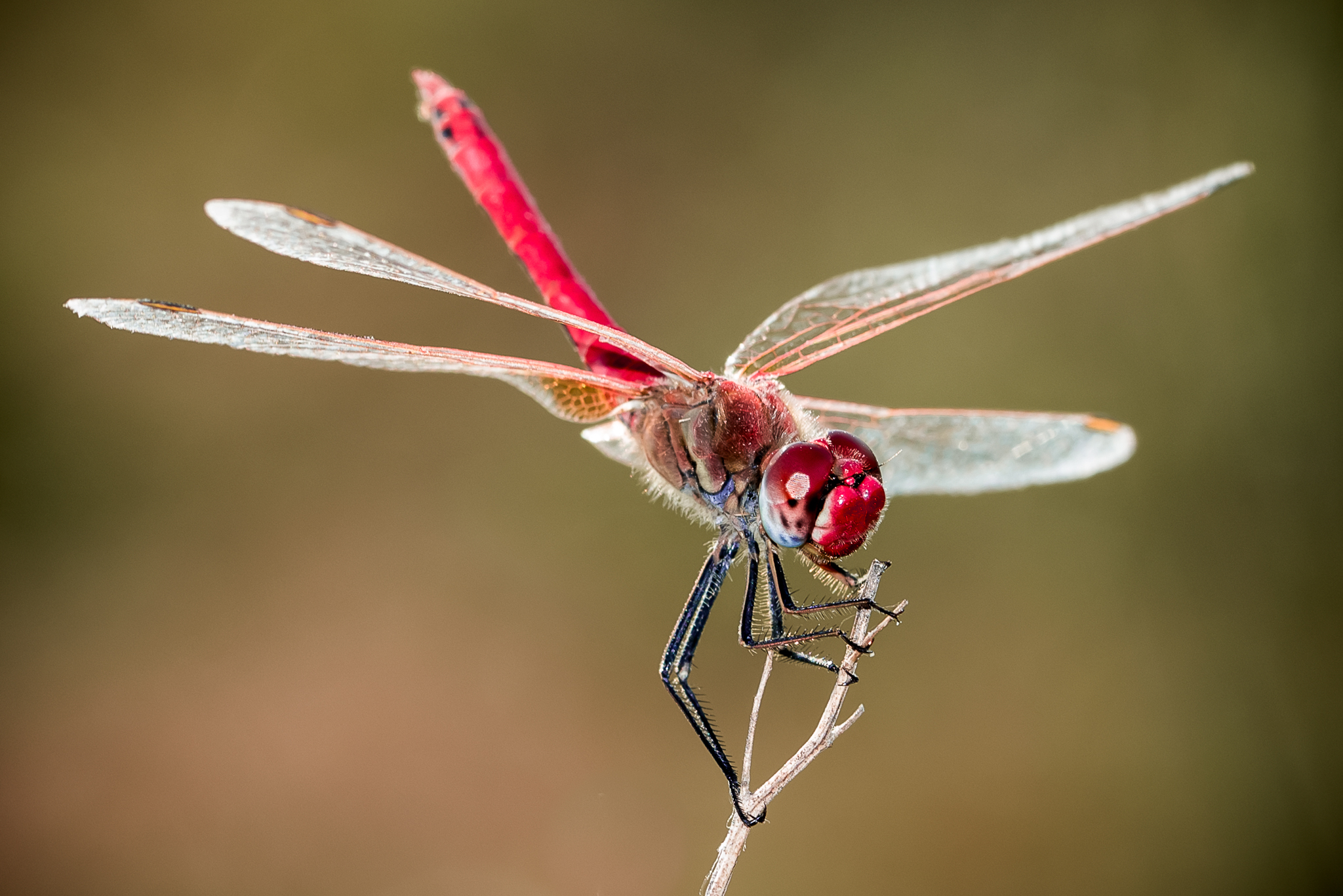 Red Dragon-Fly