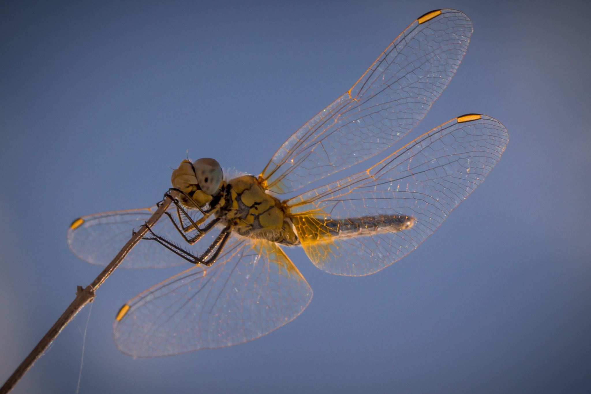 Yellow Dragon-Fly
