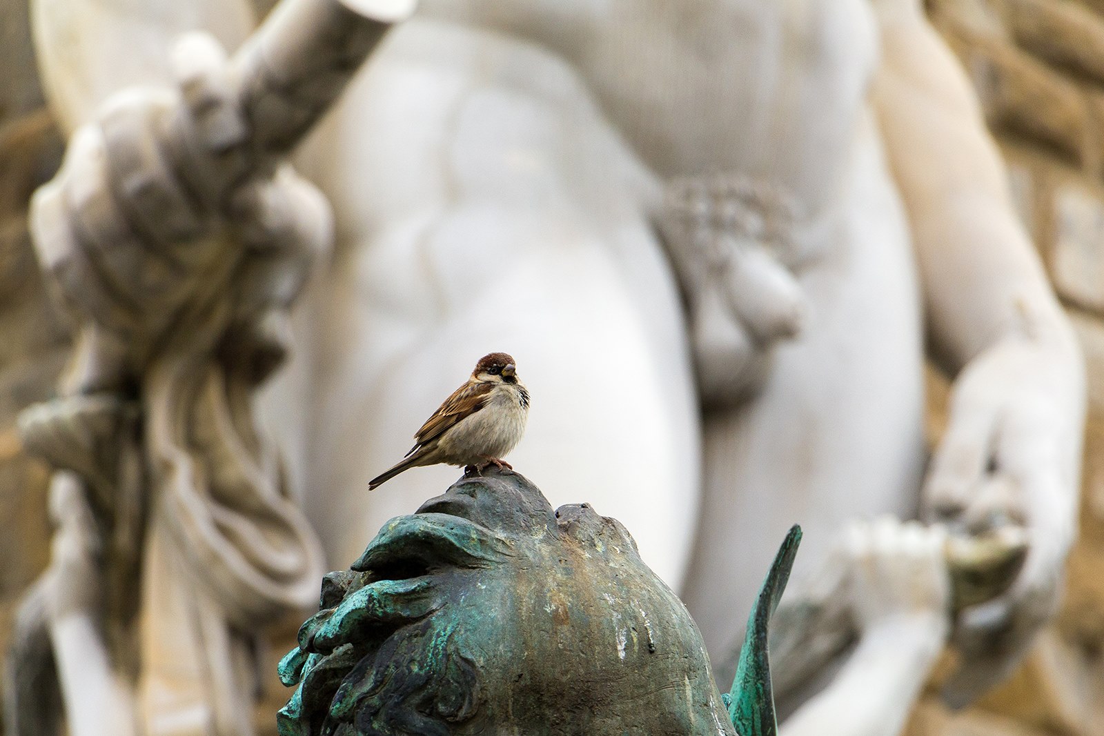 Gli uccelli più famosi di Firenze