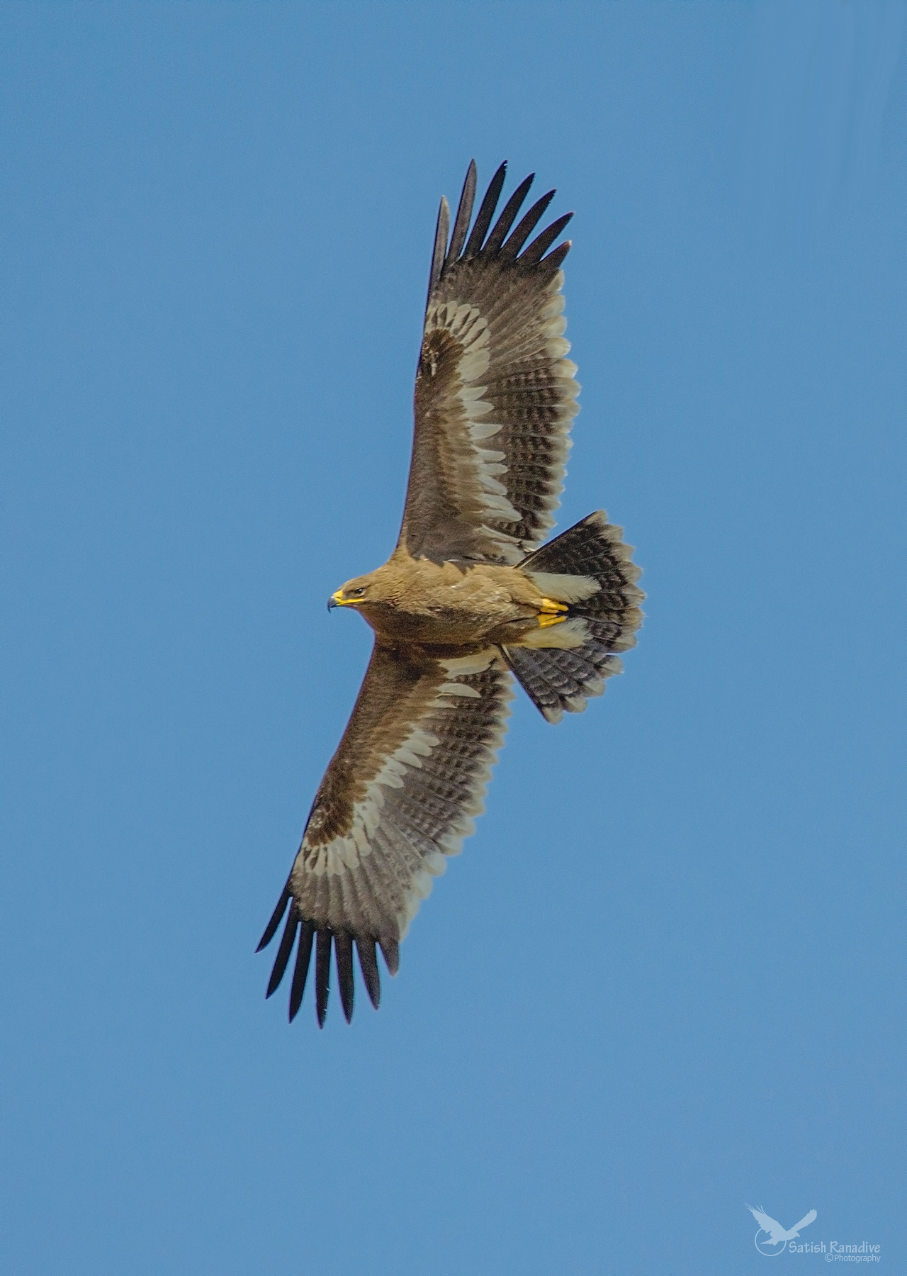 Steppe Eagle.