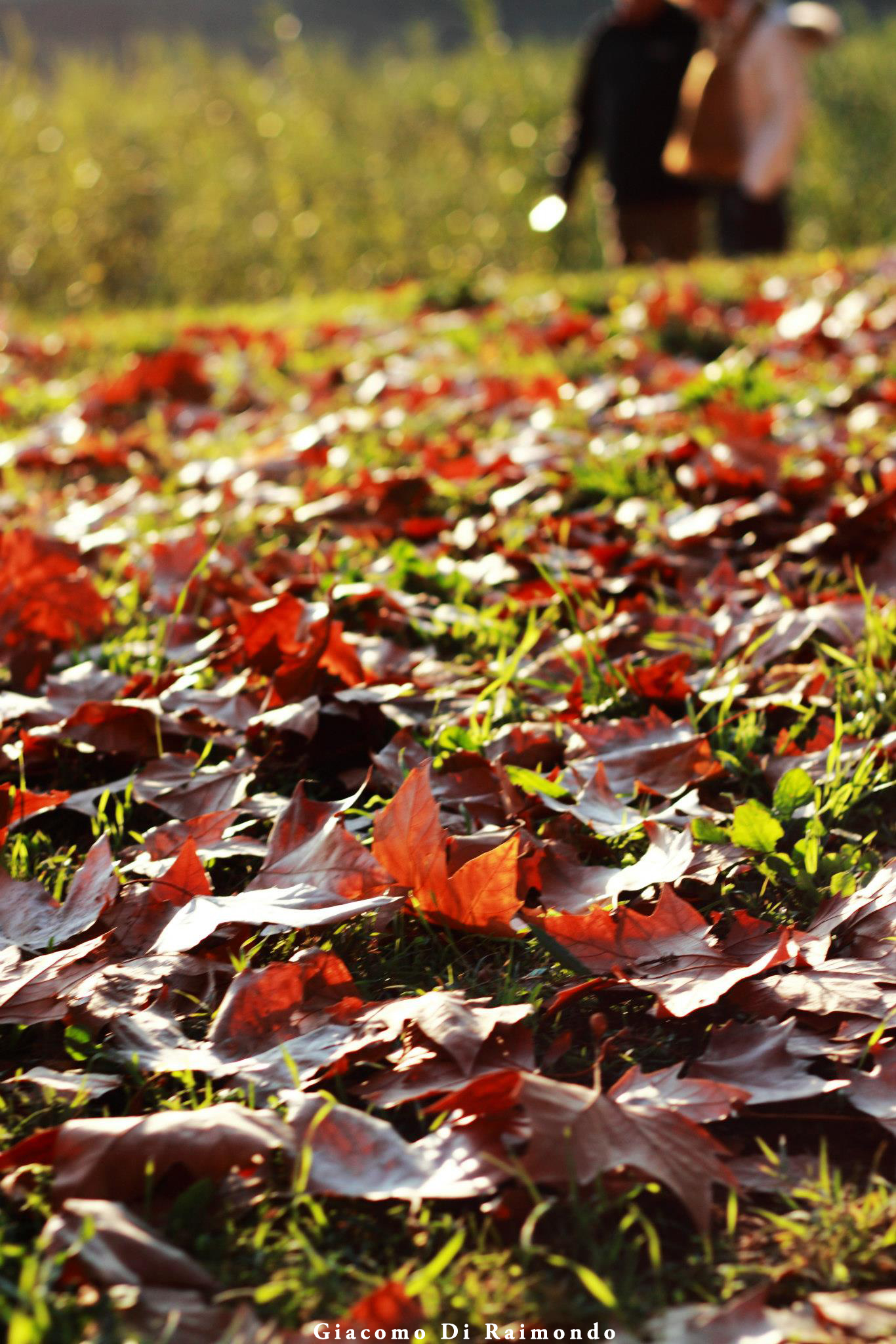 Passeggiata alle Piagge