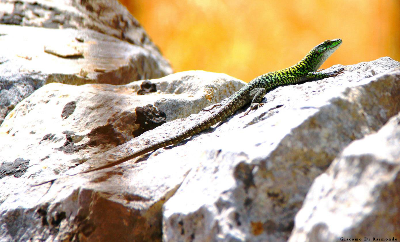 Lizard -macro-> Komodo Dragon