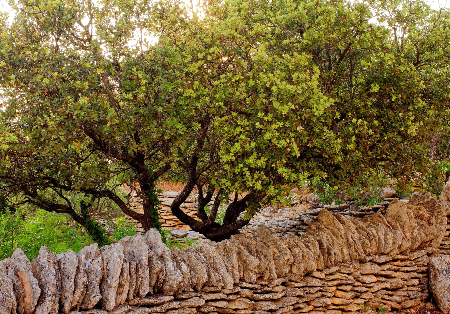 "Bories" Gordes Provence