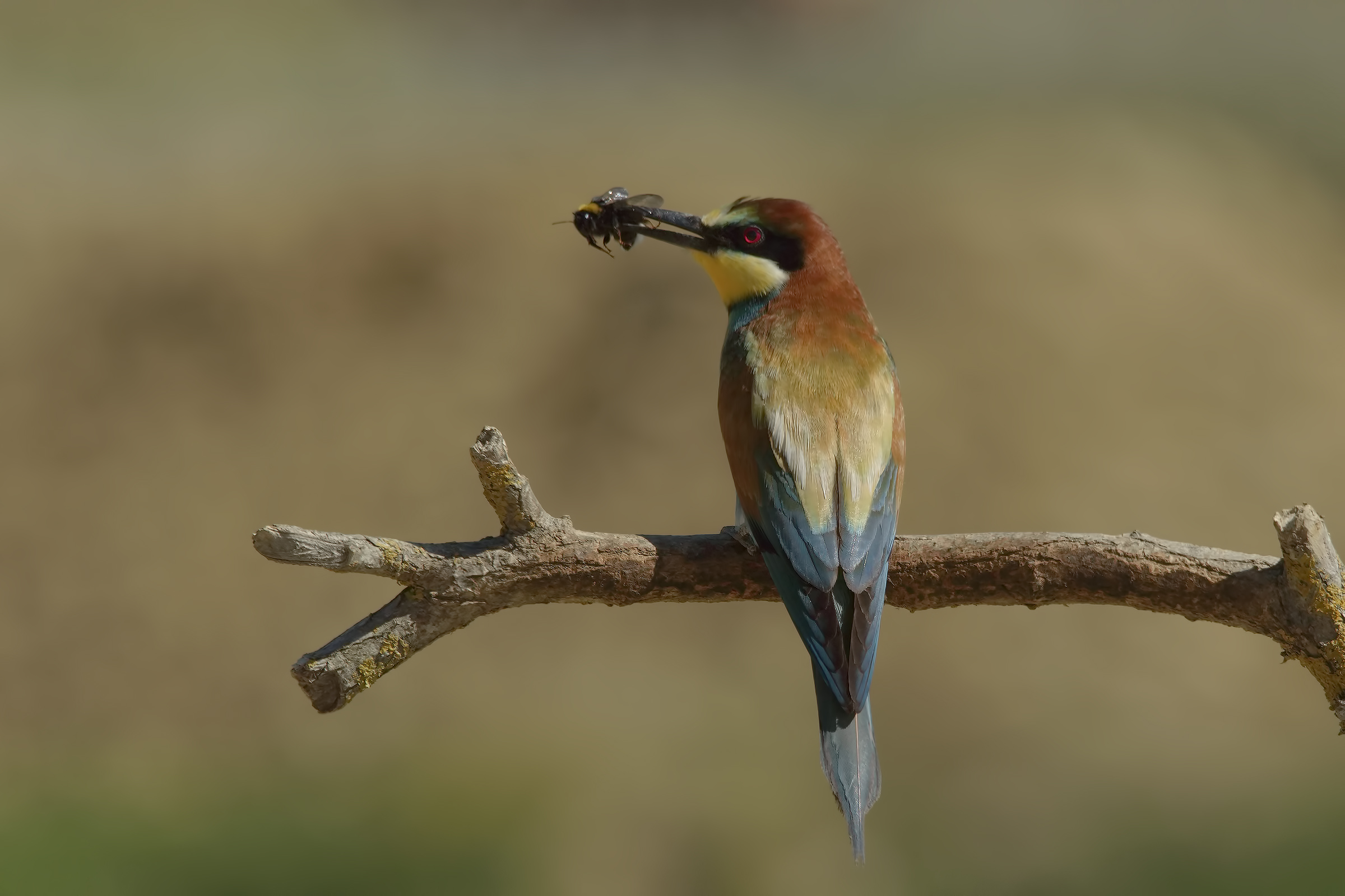 Il mio lato migliore