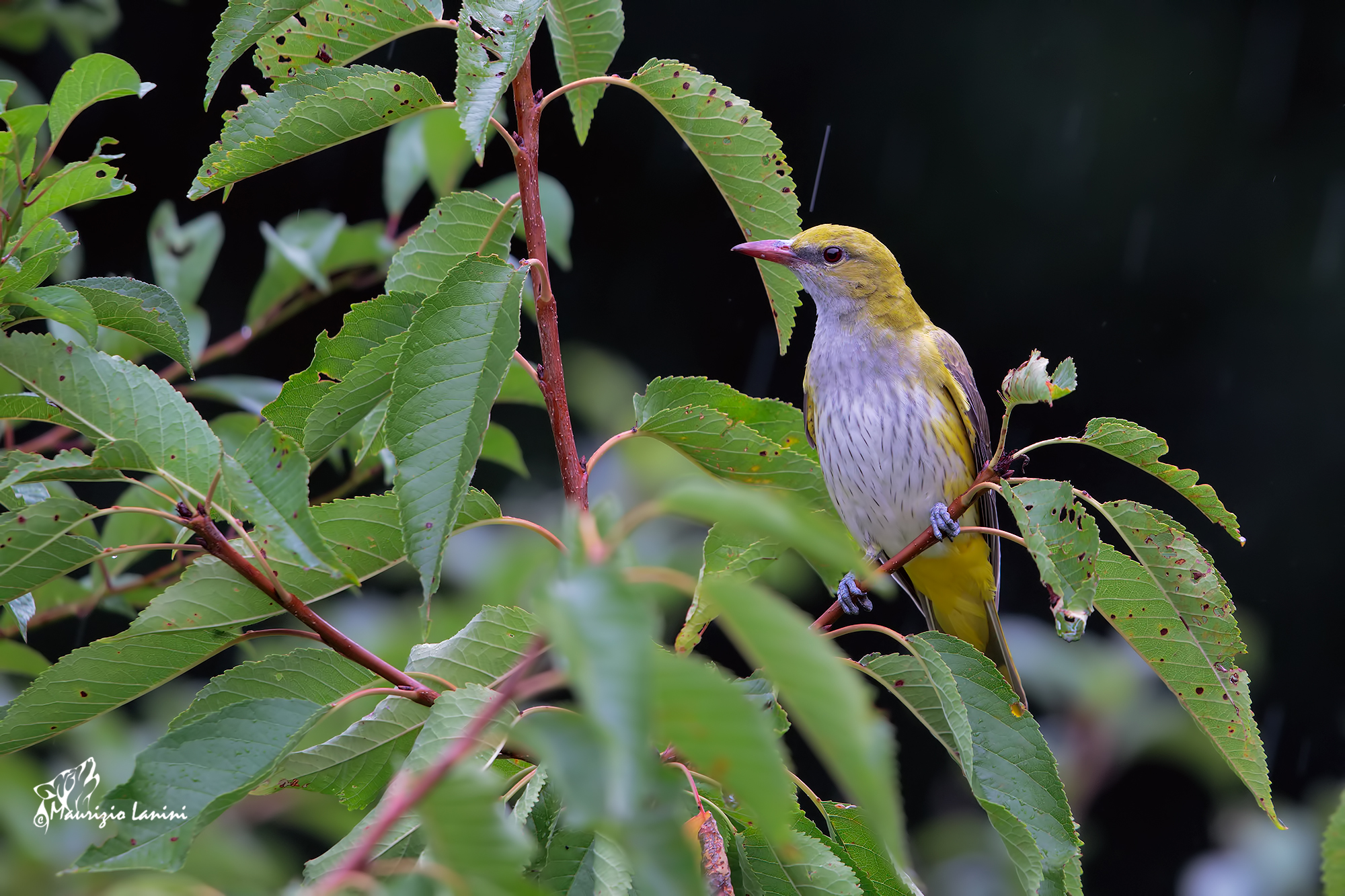 Young oriole (HD)