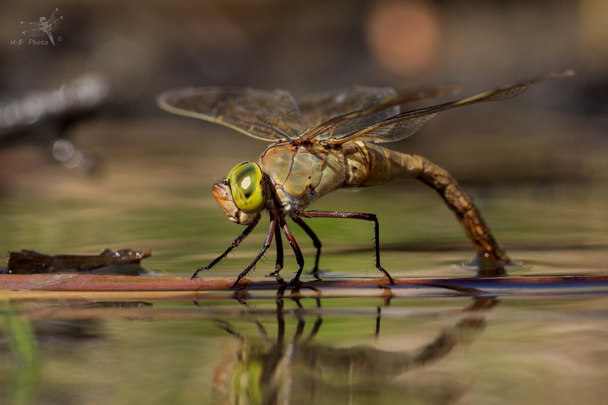 Anax parthenope, female