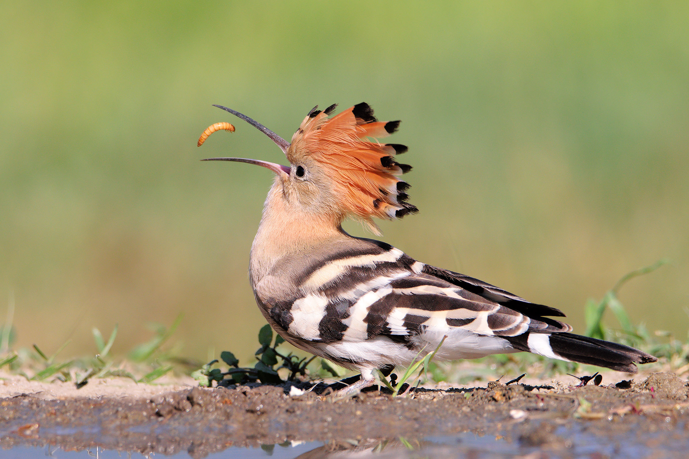Hoopoe