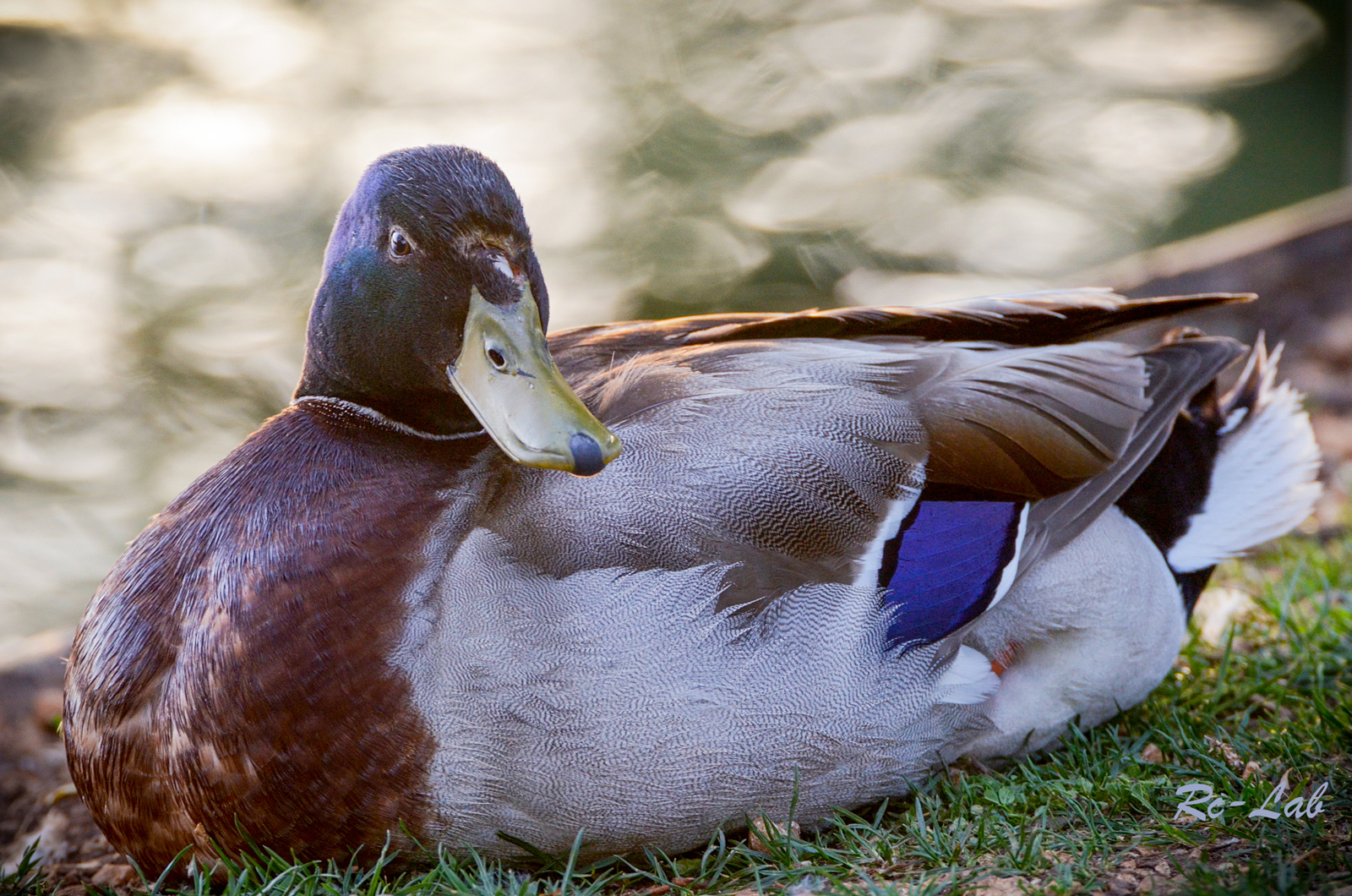 Garganey posing