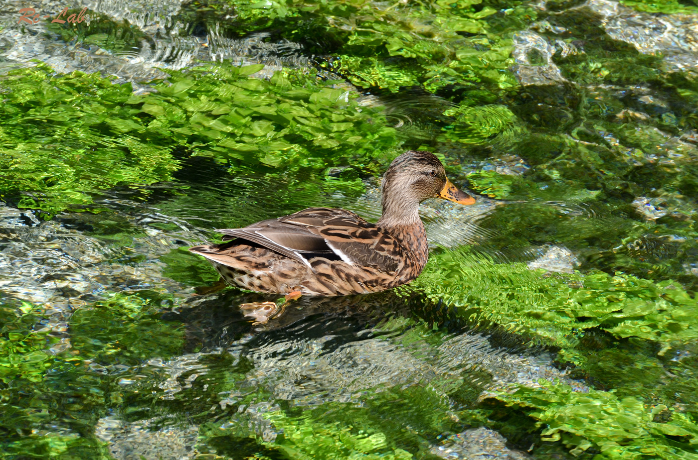 Bath in crystal clear waters