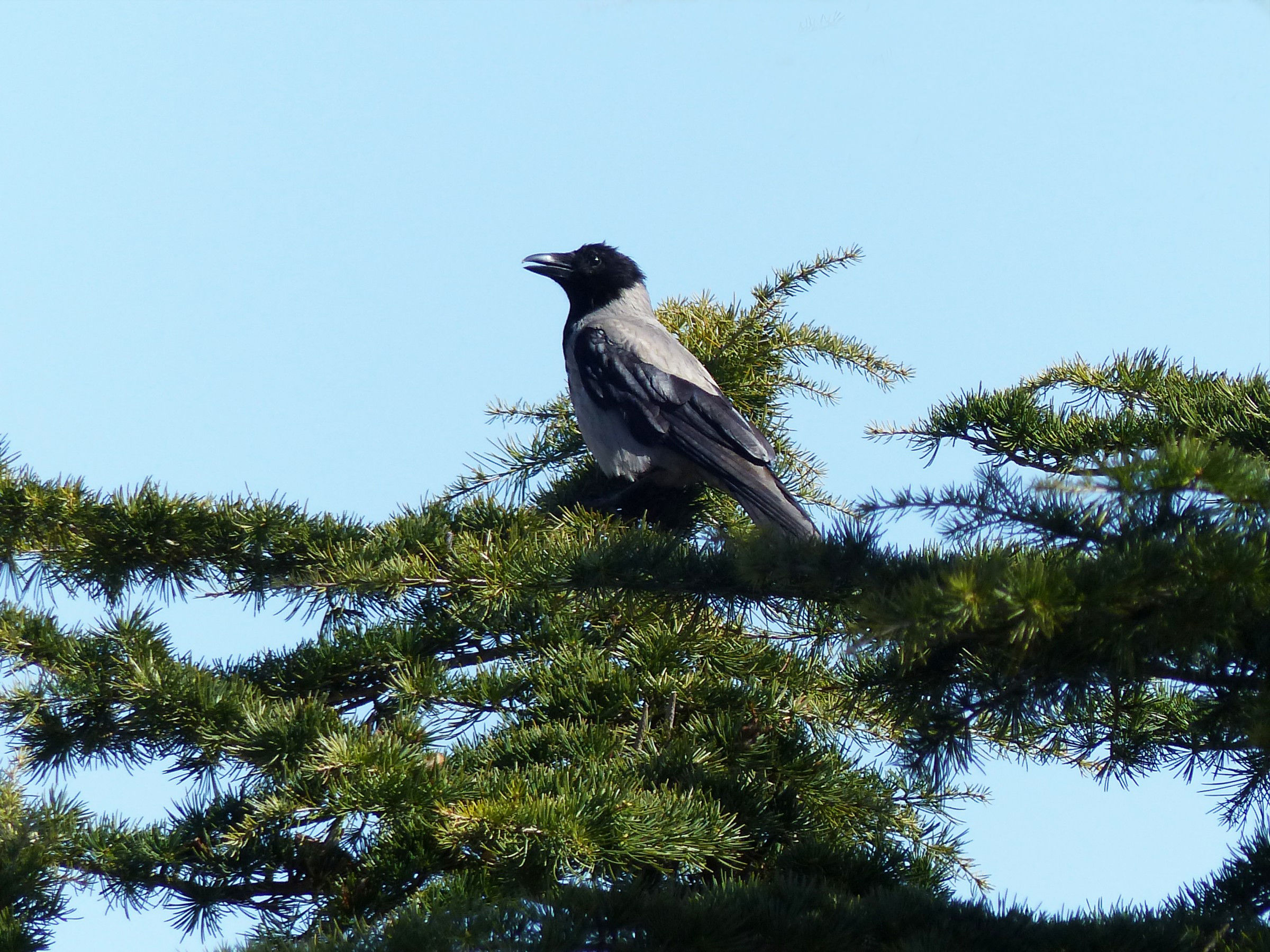 Hooded Crow