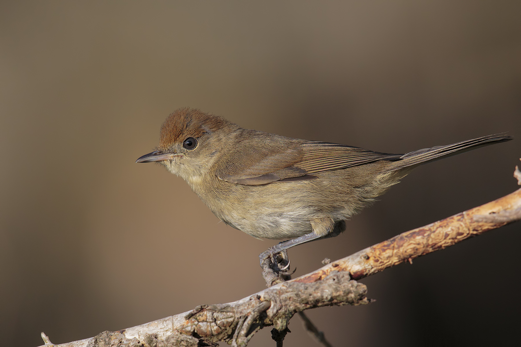 Blackcap female
