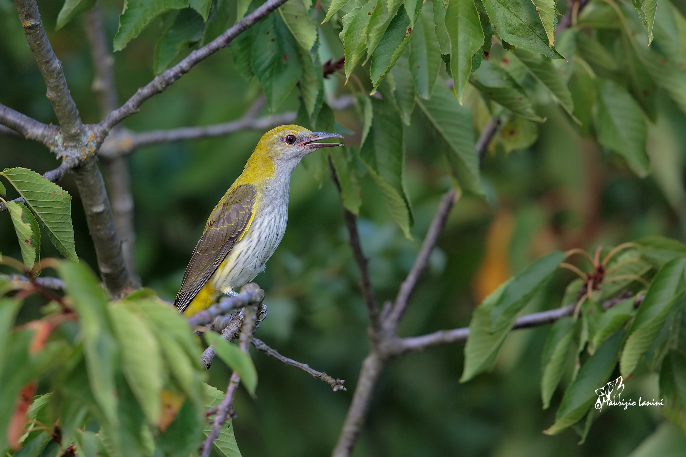 Recall for the cue (HD only)