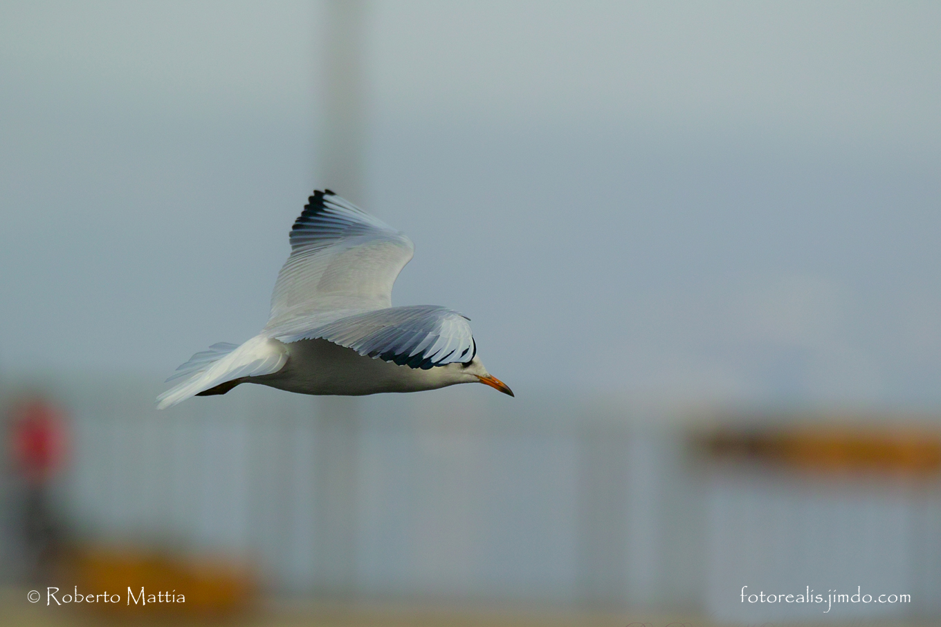seagull in flight