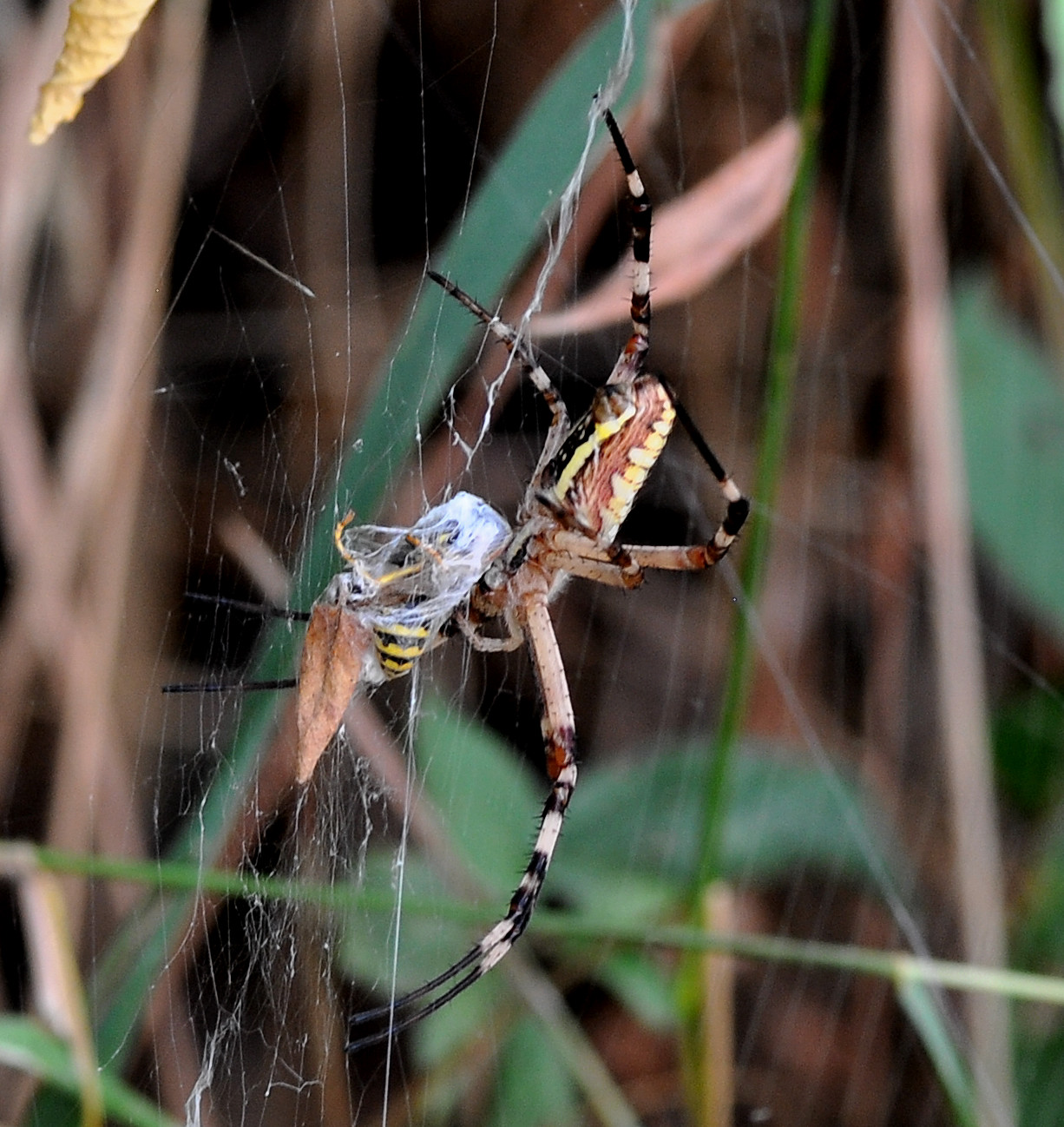 these wasps in congelore ....