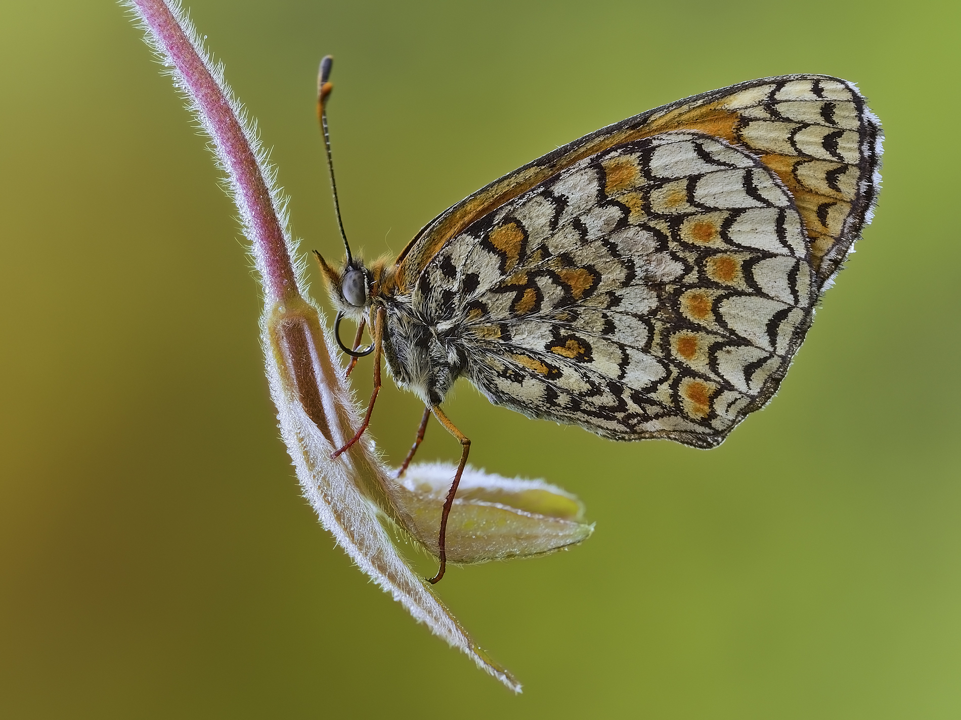 Melitaea phoebe