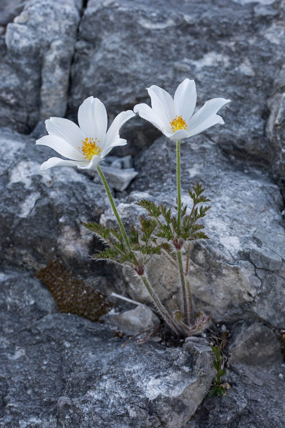 Pulsatilla alpina