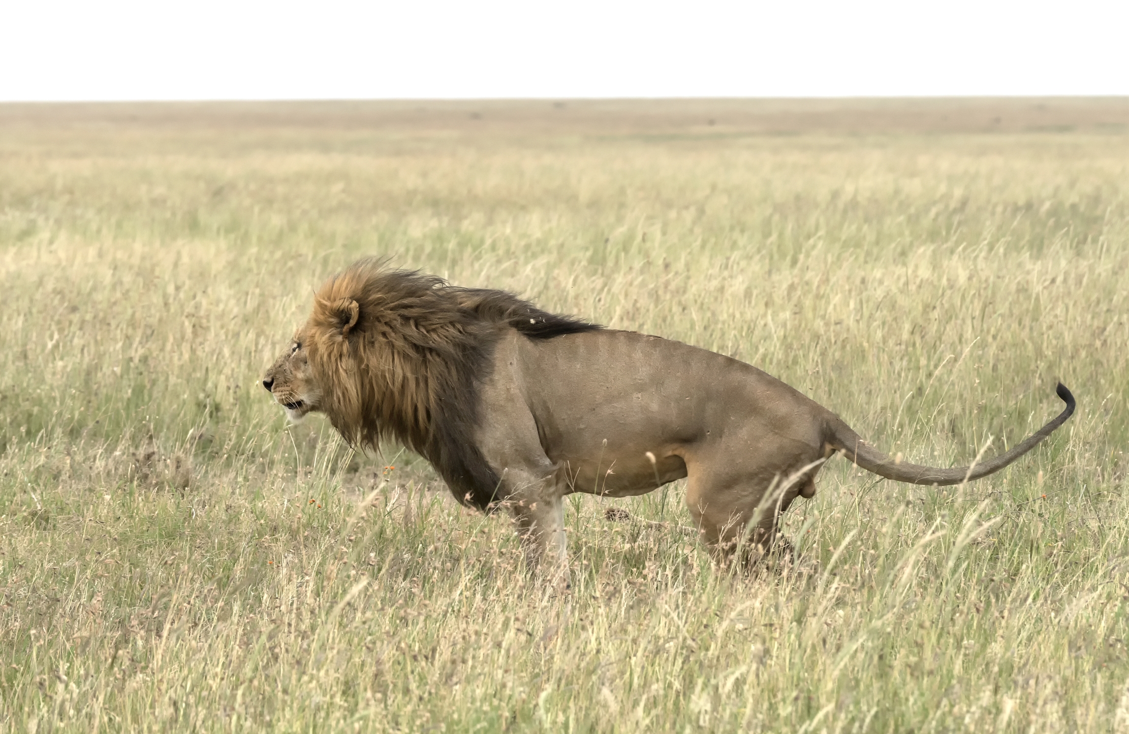 Tanzania 2015 - Laying