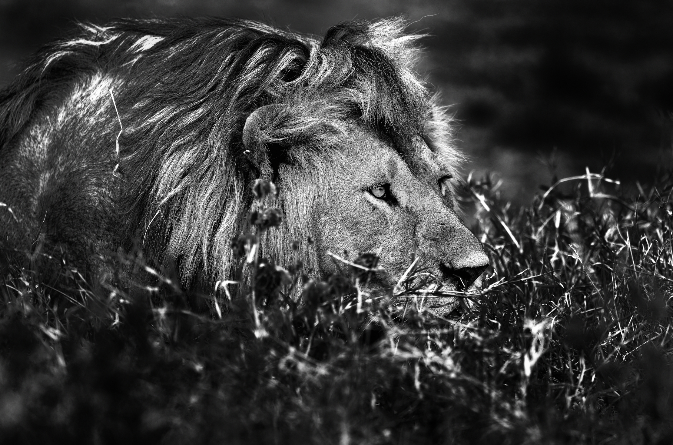 Tanzania 2015 - B & W