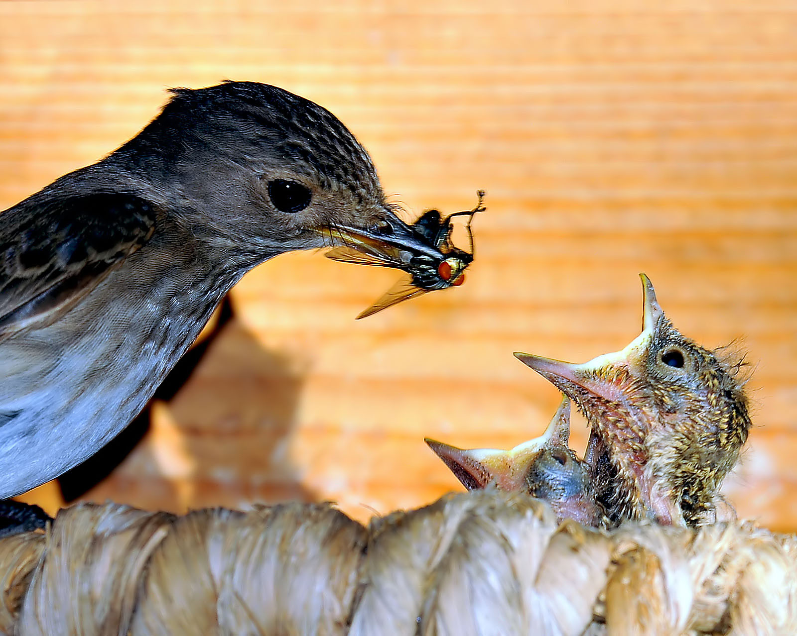 flycatcher with love