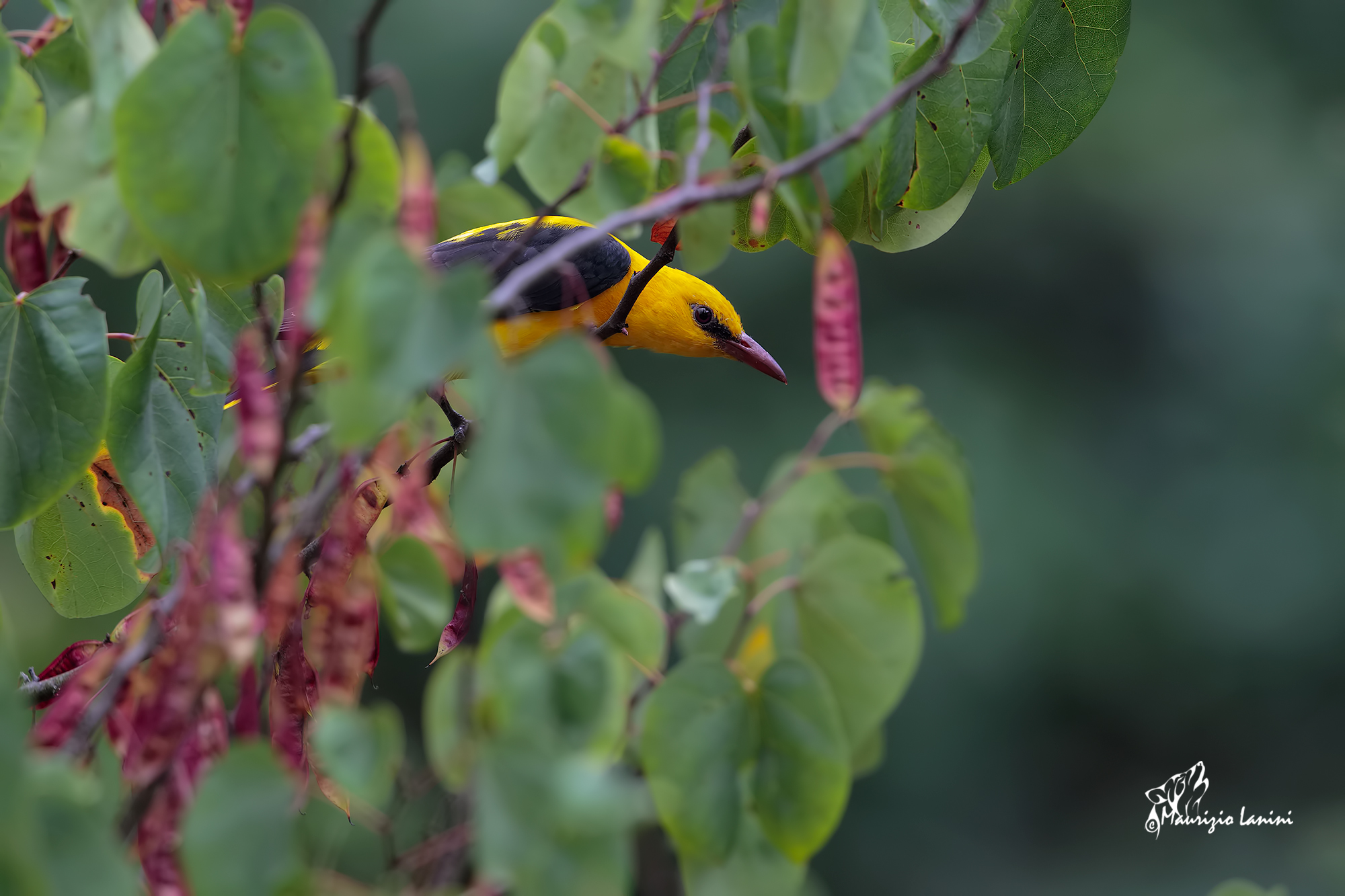 Tucked between the pods of the tree of Judah (HD)