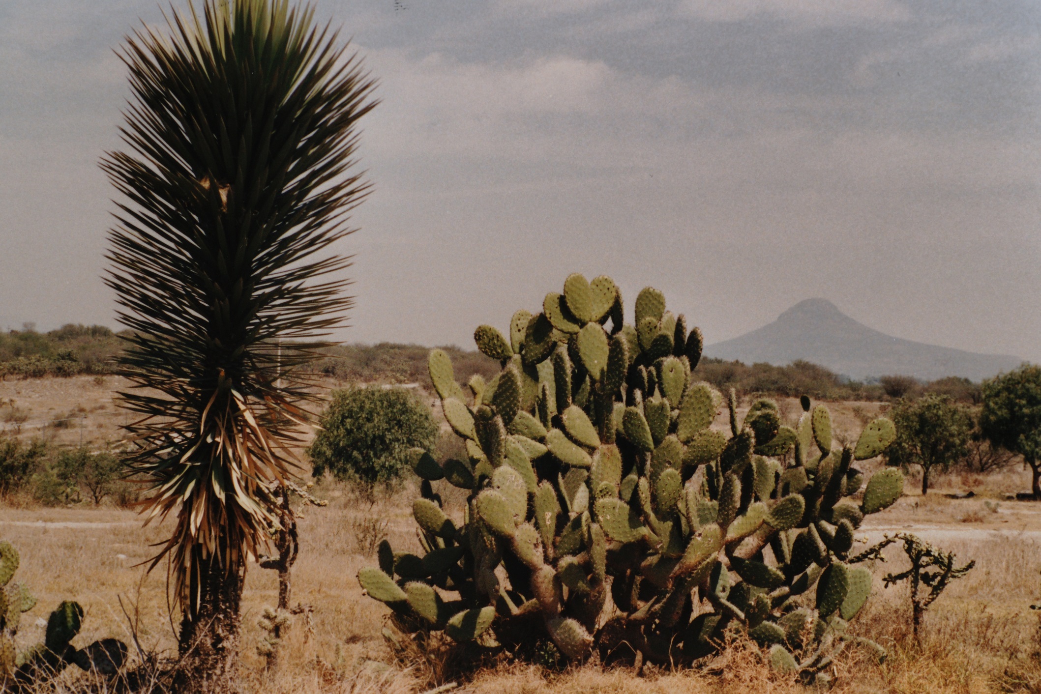 Mexican landscape