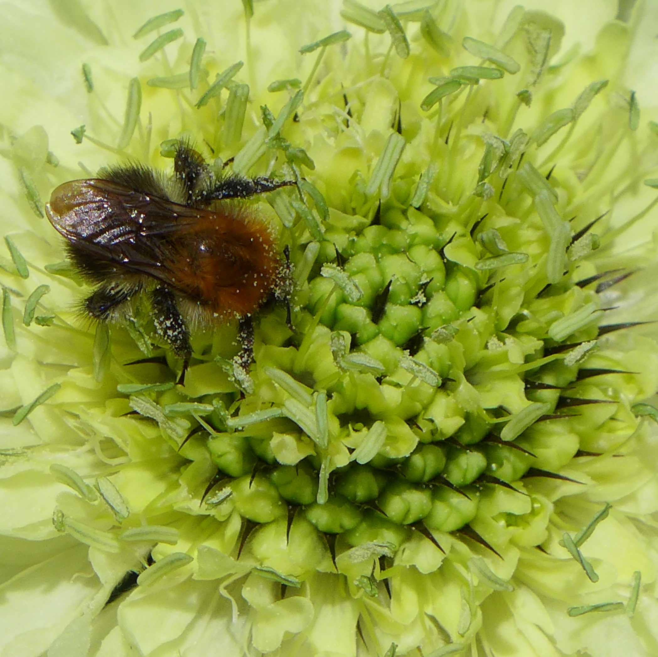 Bee
